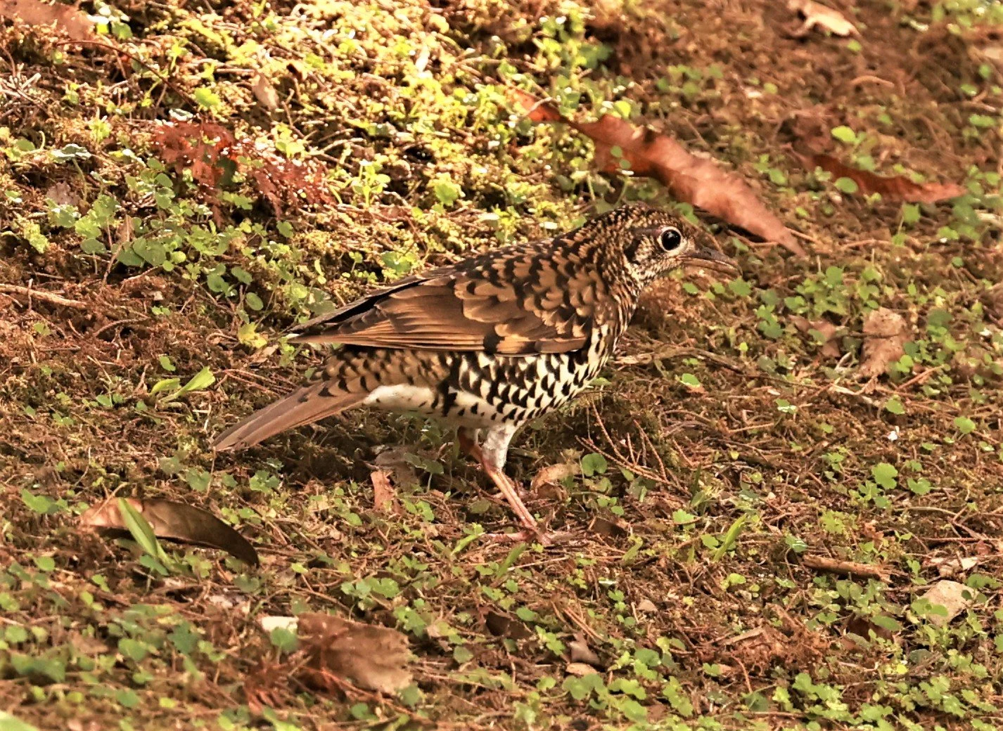 Scaly Thrush (Zoothera dauma) Doi Ang Kang Chiang Mai (57).jpg