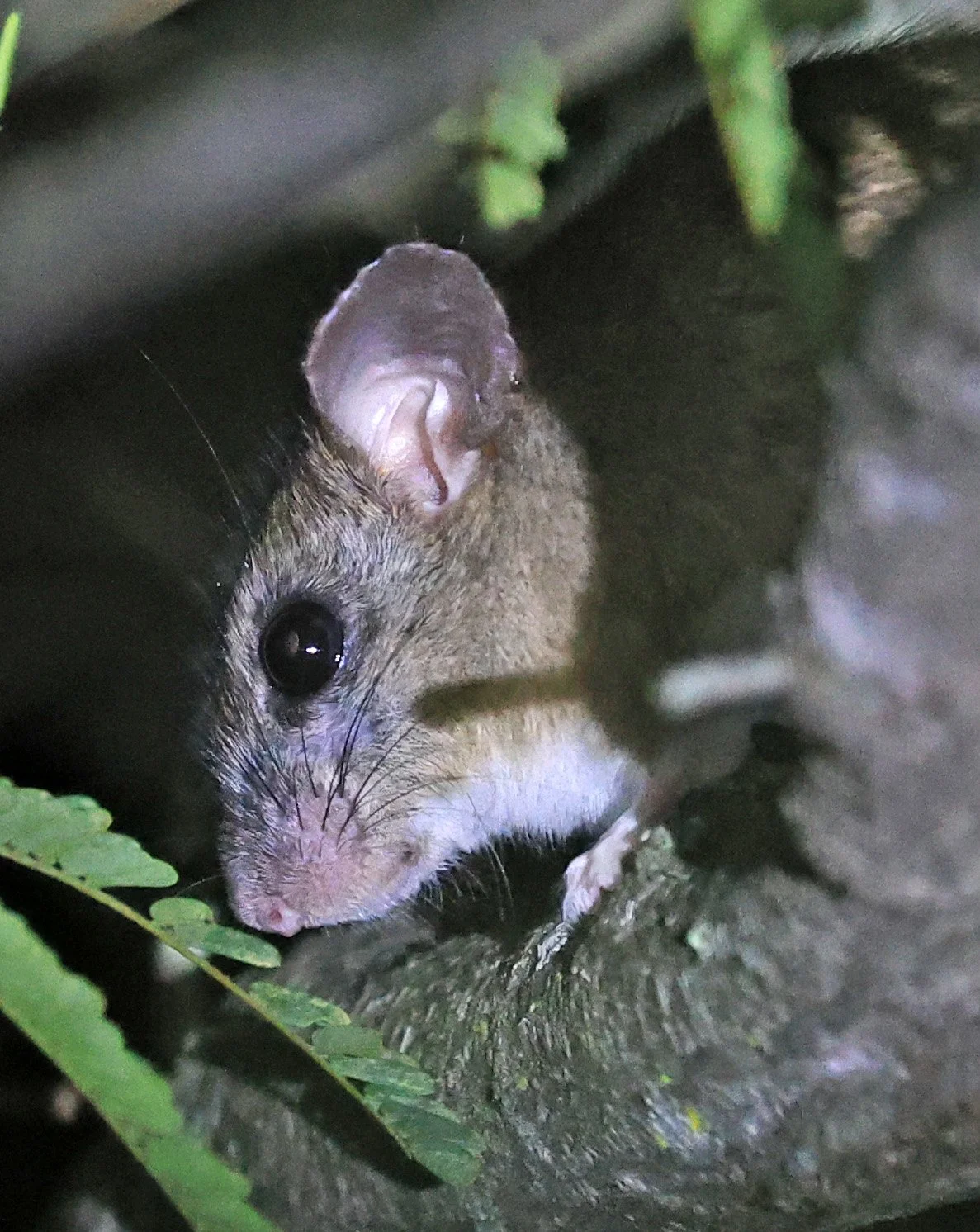 Chaco Pericote or Central Leaf-eared Mouse (Graomys chacoensis) Reserva Nueland  Selva Serena 