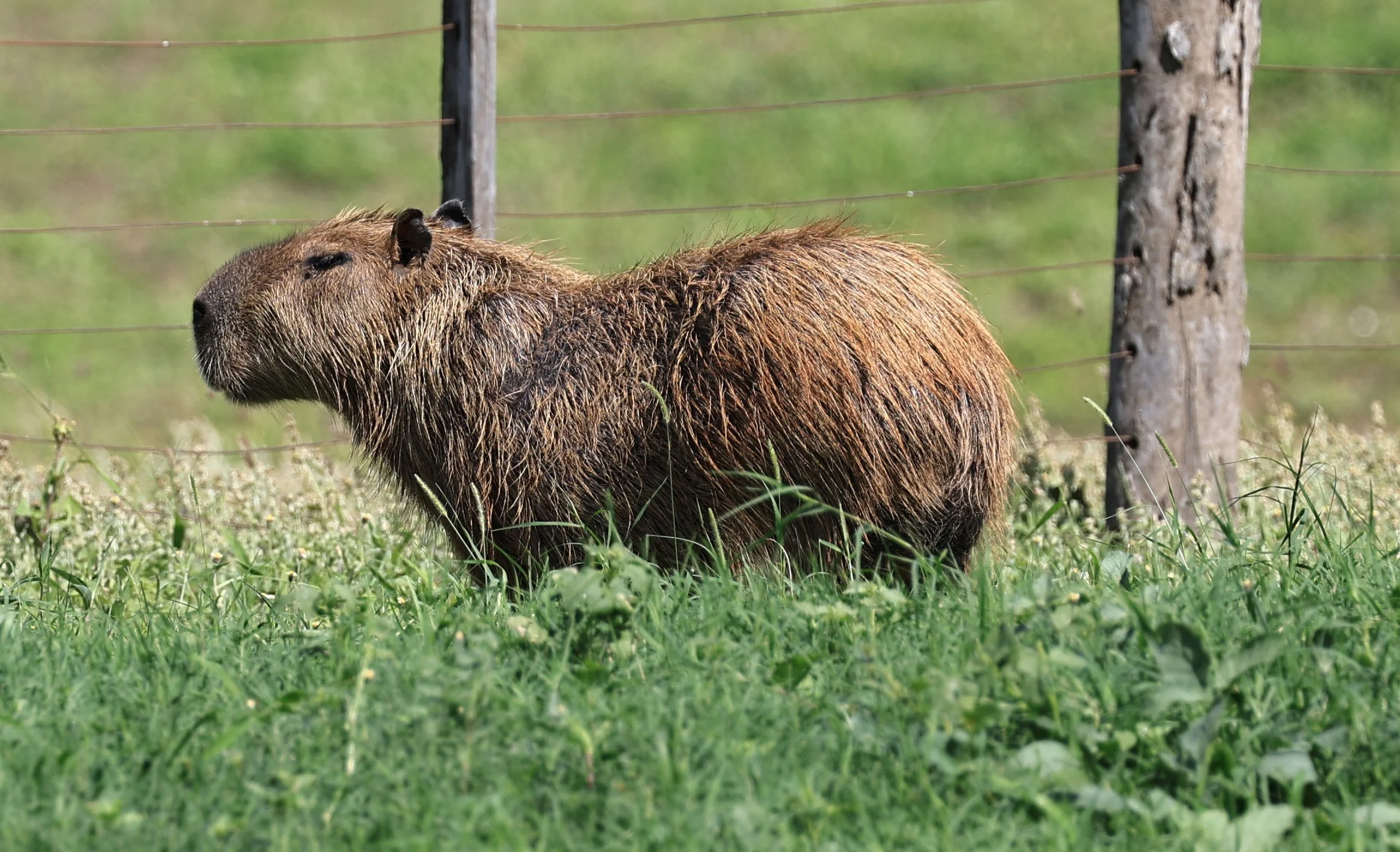 Capybara (Hydrochoerus hydrochaeris) Loma Plata Paraguay - Brunnen Strasse (24).jpg