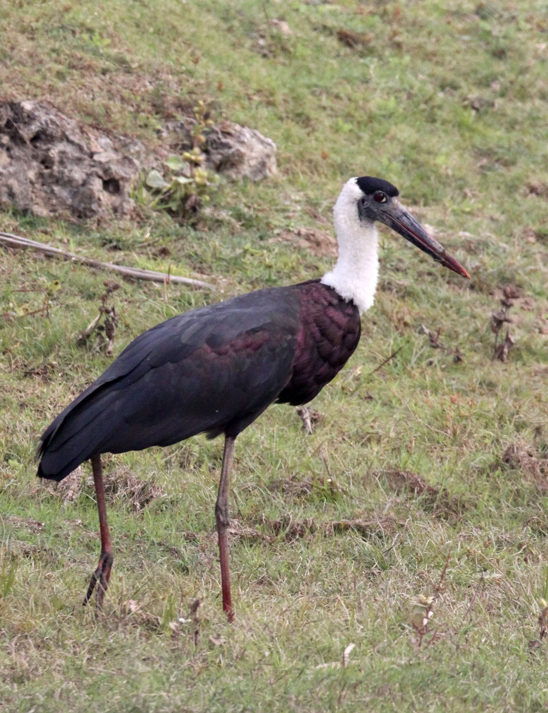 STORK - WOOLLY-NECKED STORK - Ciconia episcopus - CHAMBAL RIVER SANCTUARY INDIA (5).JPG
