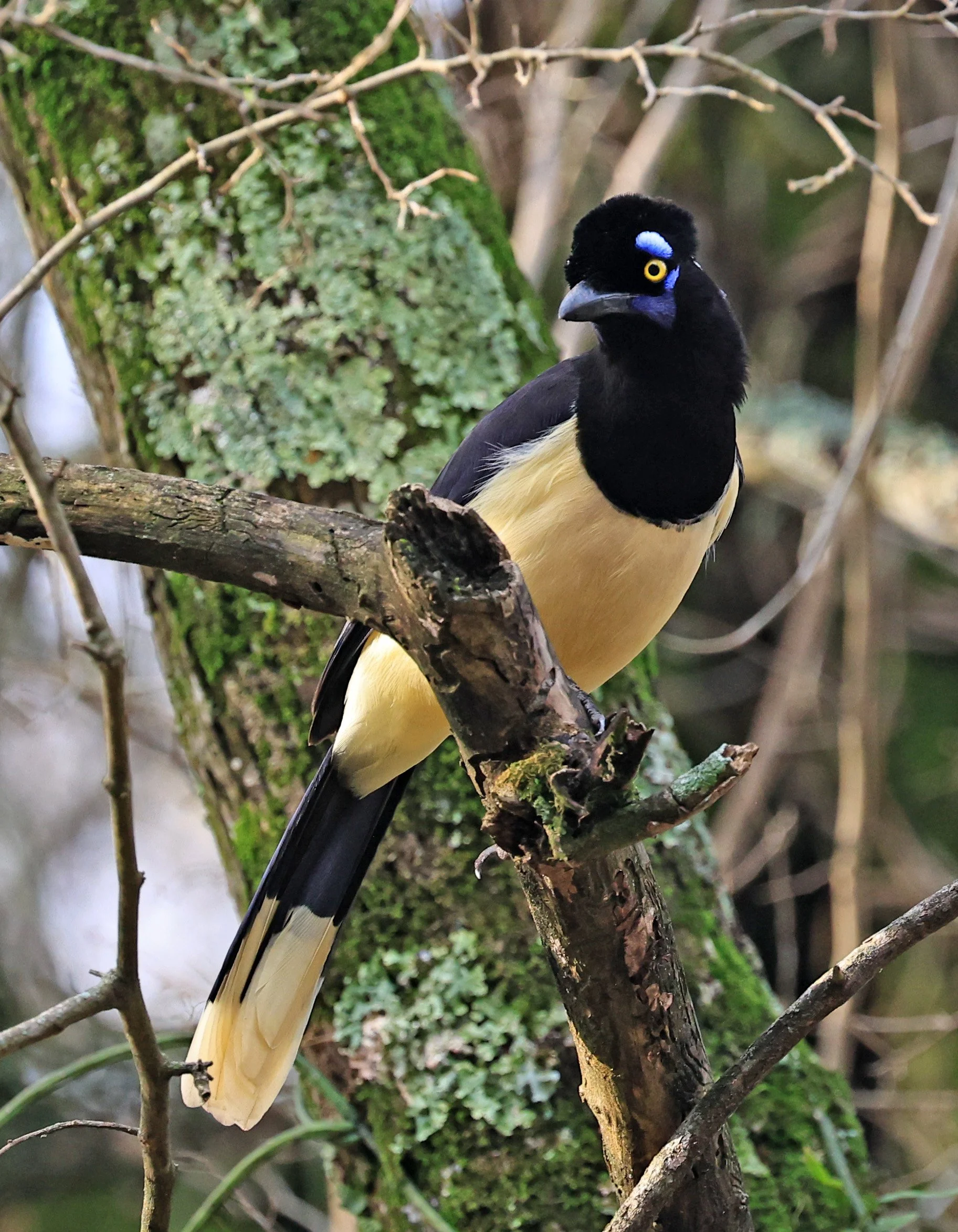 Plush-crested Jay (Cyanocorax chrysops) El Palmar National Park, Entre Rios, Argentina (44).jpg