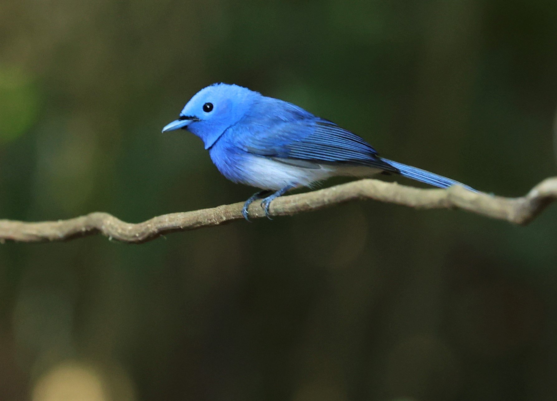MONARCH - BLACK-NAPED MONARCH - Hypothymis azurea - PETCHABURI PROVINCE - NUY HIDE NEAR KAENG KRACHAN JAN 2022 (2).jpg