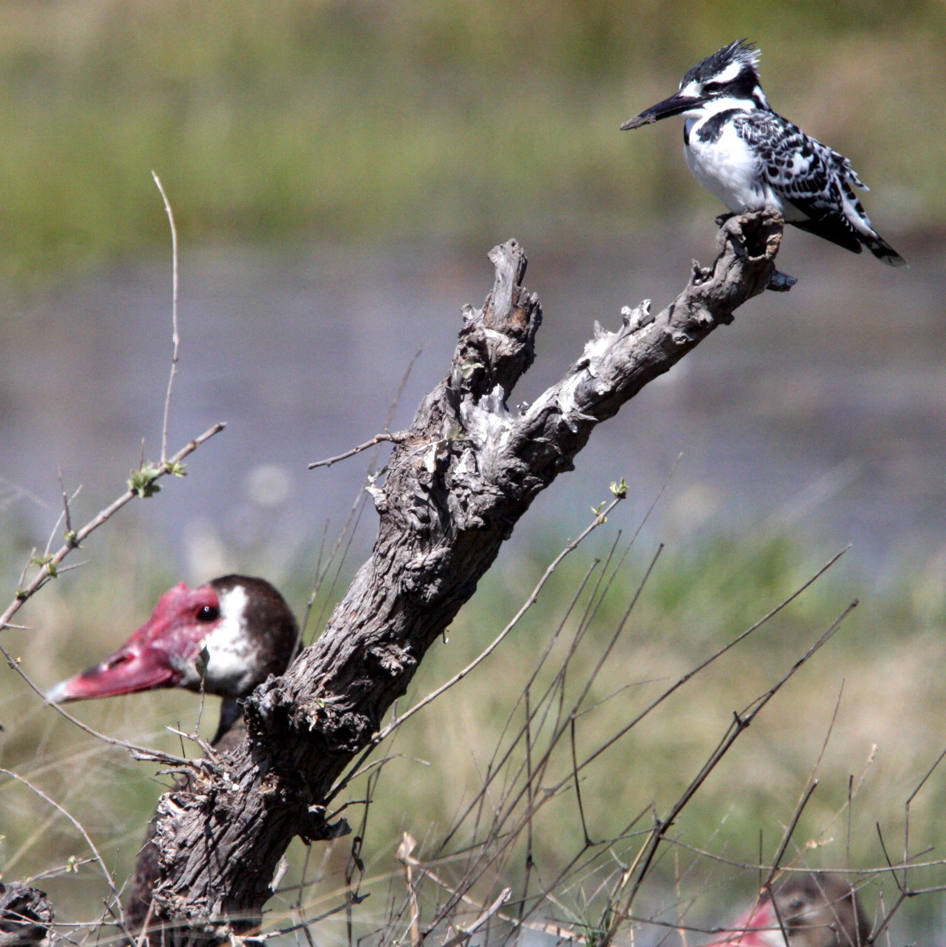 Ceryle rudis - PIED KINGFISHER - KHWAI CAMP OKAVANGO BOTSWANA (8).JPG