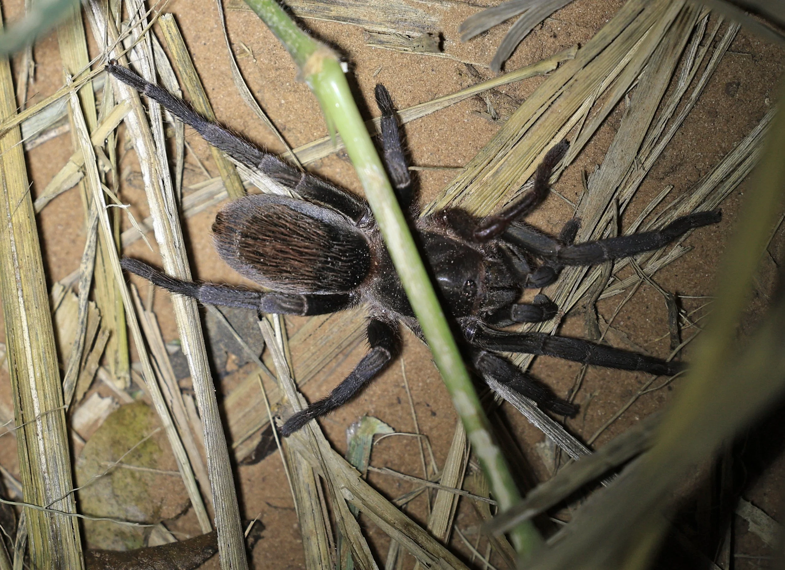 Chaco Golden Knee tarantula (Grammostola pulchripes) Agua Dulce Paraguay - confirm ID (14).jpg