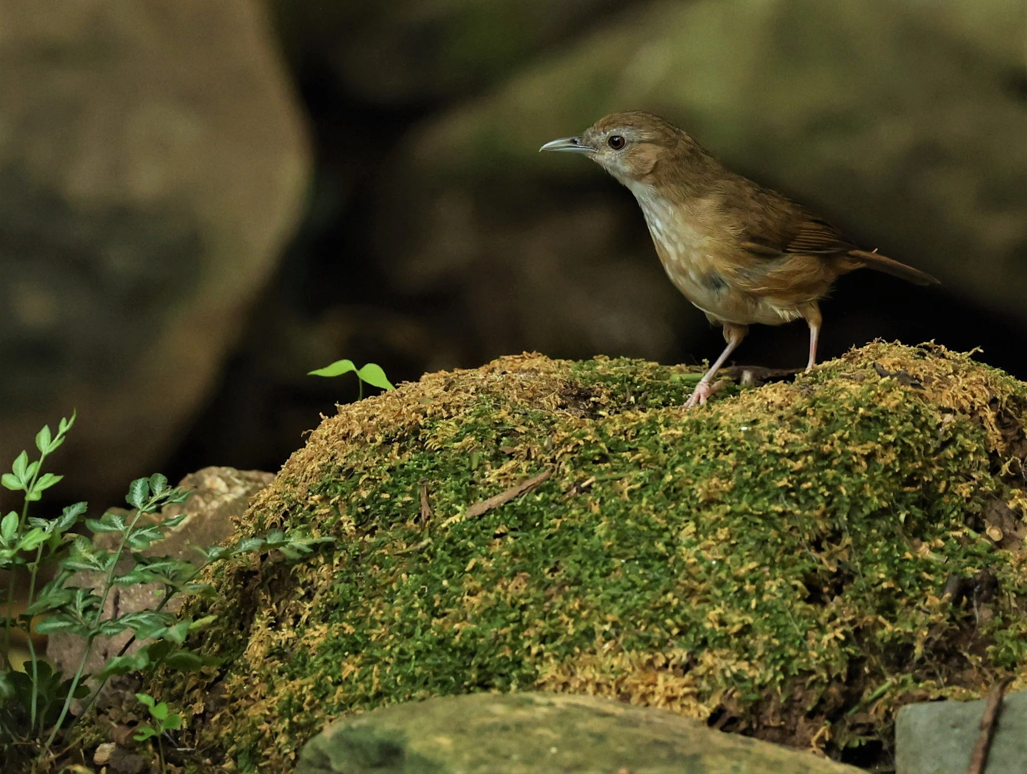 BABBLER - ABBOTT'S BABBLER - Malacocincla abbotti - NUY HIDE NEAR KAENG KRACHAN FEB 2022 (5).jpg