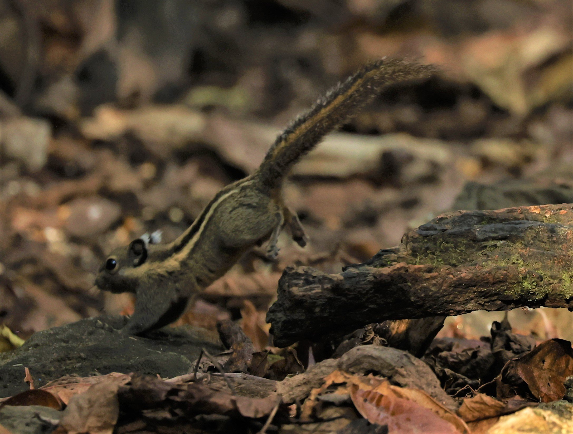 Tamiops mcclellandii - WESTERN STRIPED SQUIRREL - LUNG SIN HIDE NEAR KAENG KRACHAN FEB 2022 (5).jpg