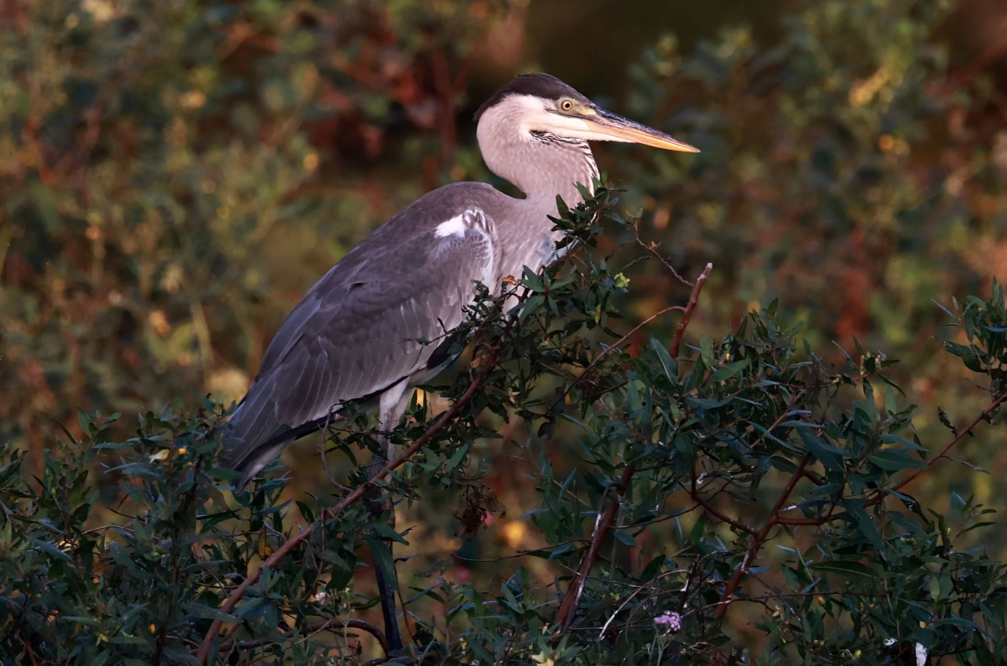 Heron - Cocoi Heron - Ardea cocoi - Pantanal, Encontro das Águas State Park, Porto Jofre, Cuiaba River, Brazil (13).jpg