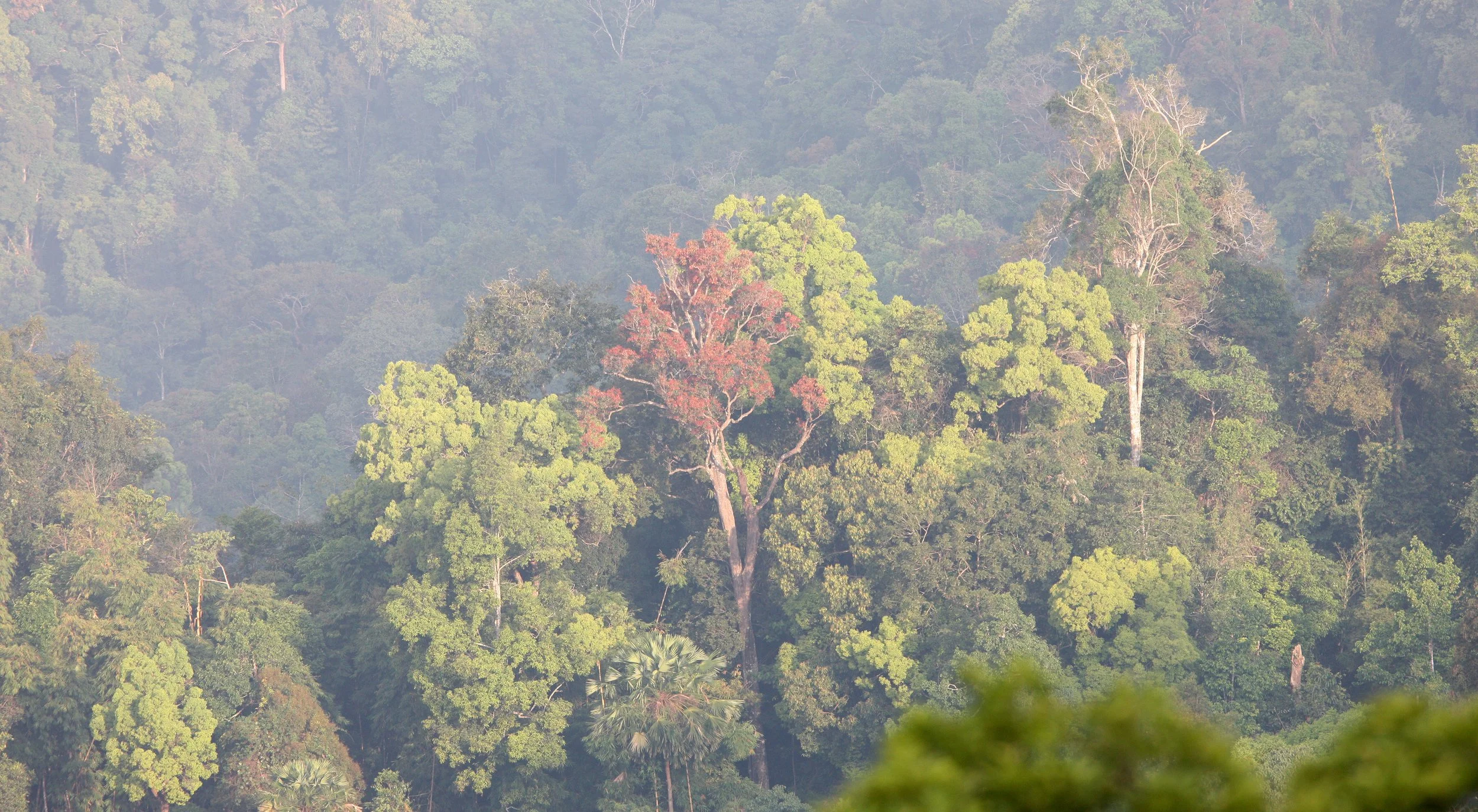 KAENG KRACHAN NP THAILAND - FOREST SCENES (22).JPG