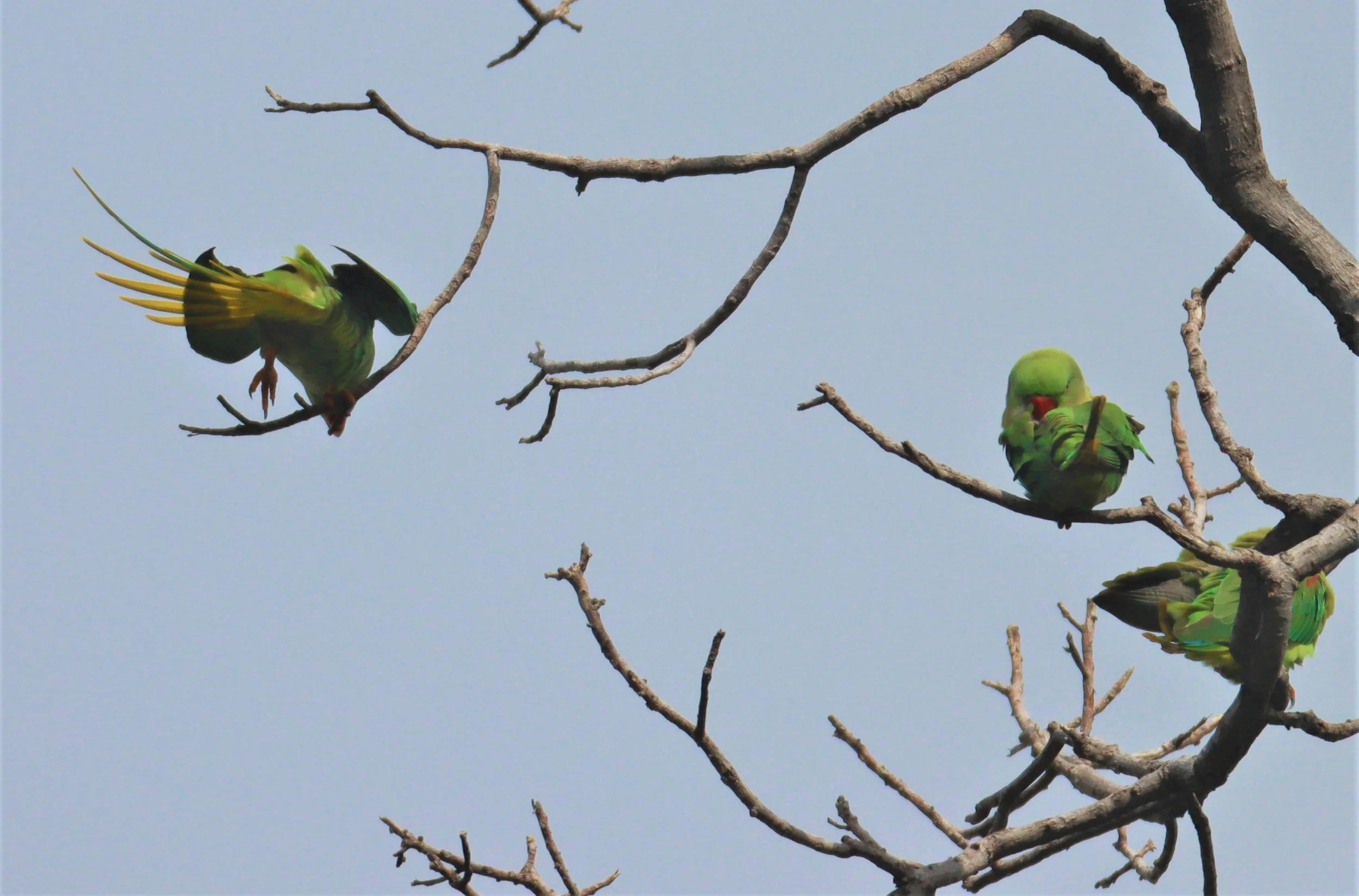PARAKEET - ALEXANDRINE PARAKEET - Psittacula eupatria - WAT SUAN YAI NONTHABURI (184).jpg