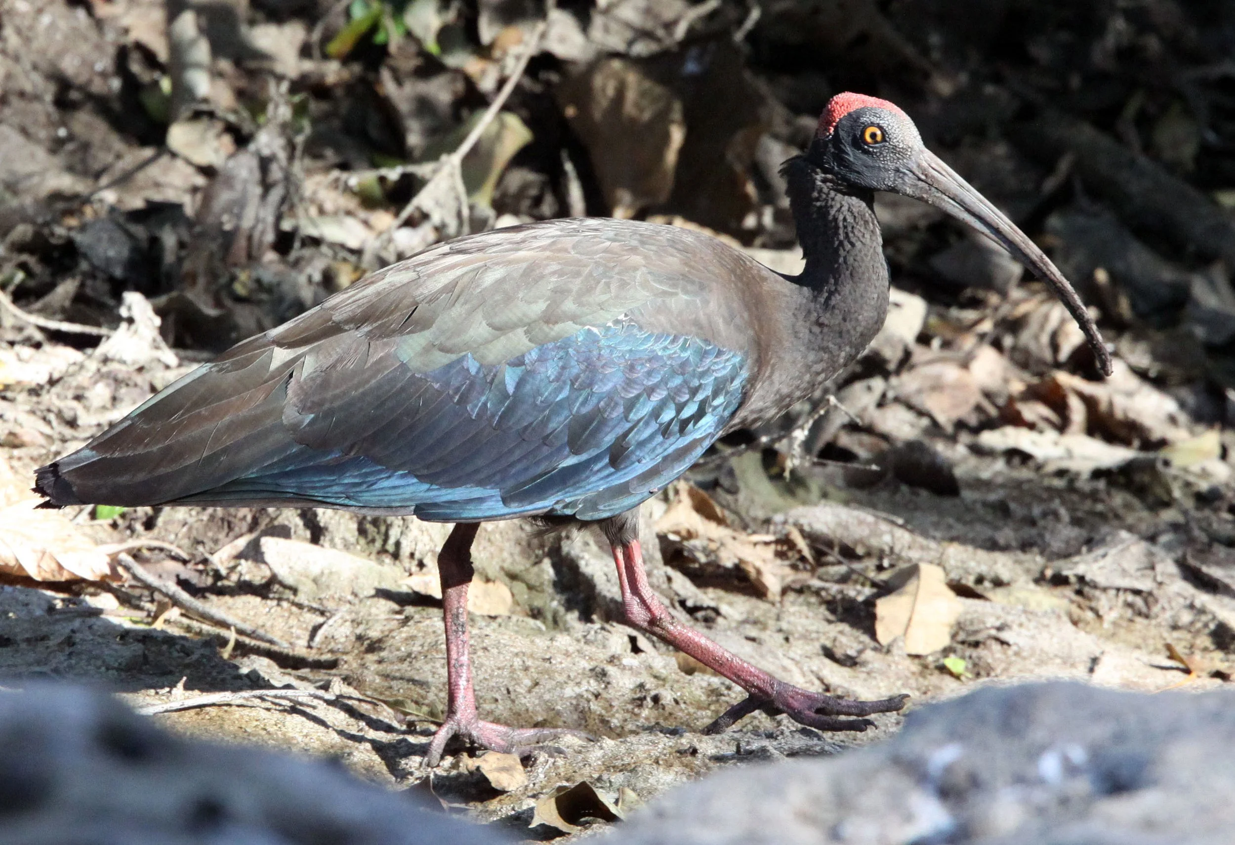 IBIS - BLACK IBIS - Pseudibis papillosa - LITTLE RANN OF KUTCH GUJARAT INDIA (10).JPG