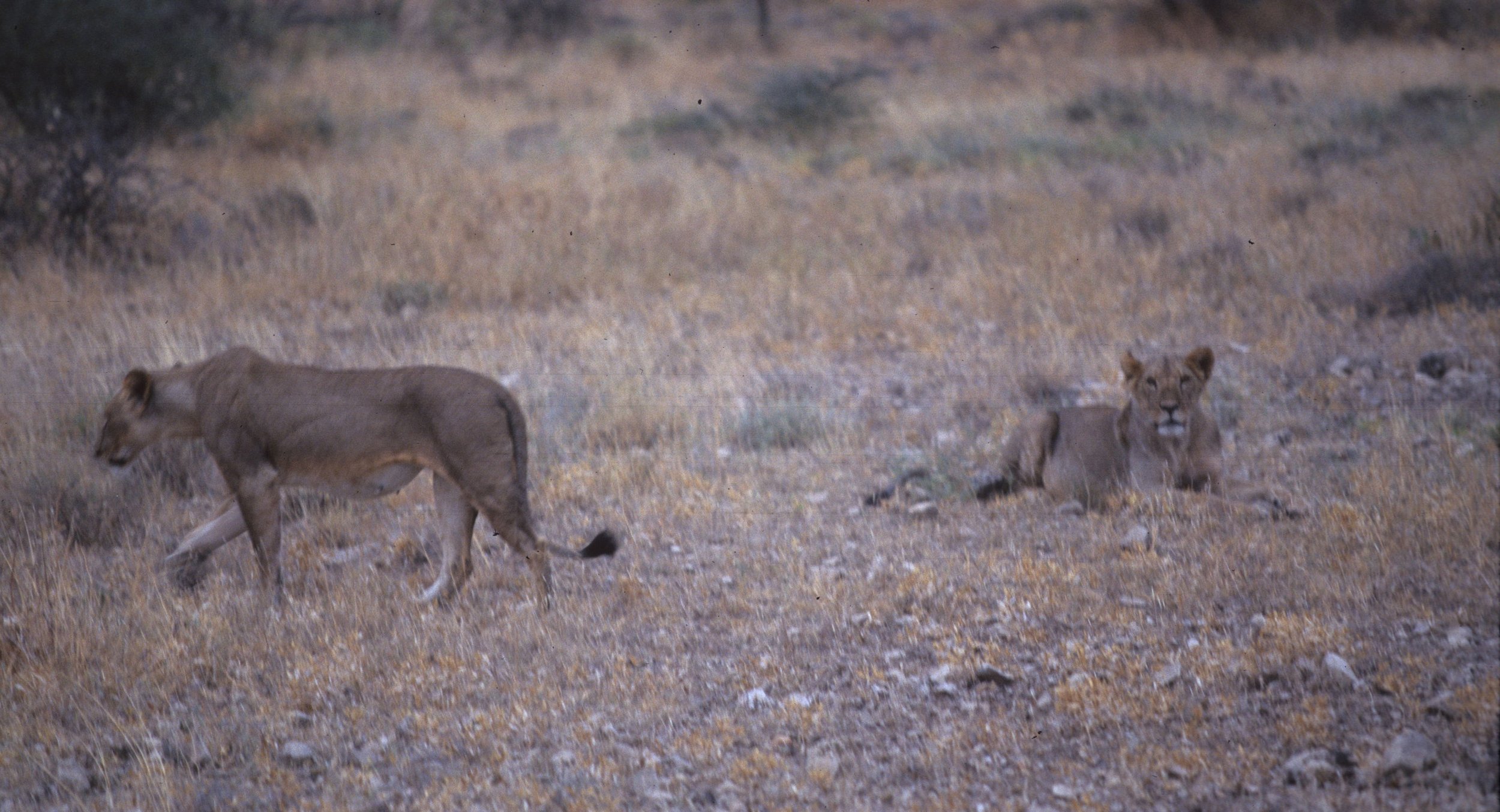 FELID - LION - SERENGETI (42).jpg