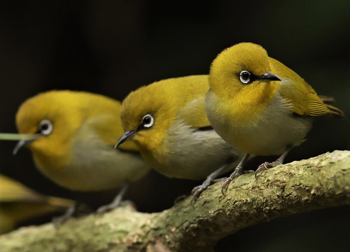 Indian White-eye (Zosterops palpebrosus) Doi Inthanon NP Chiang Mai (28).JPG