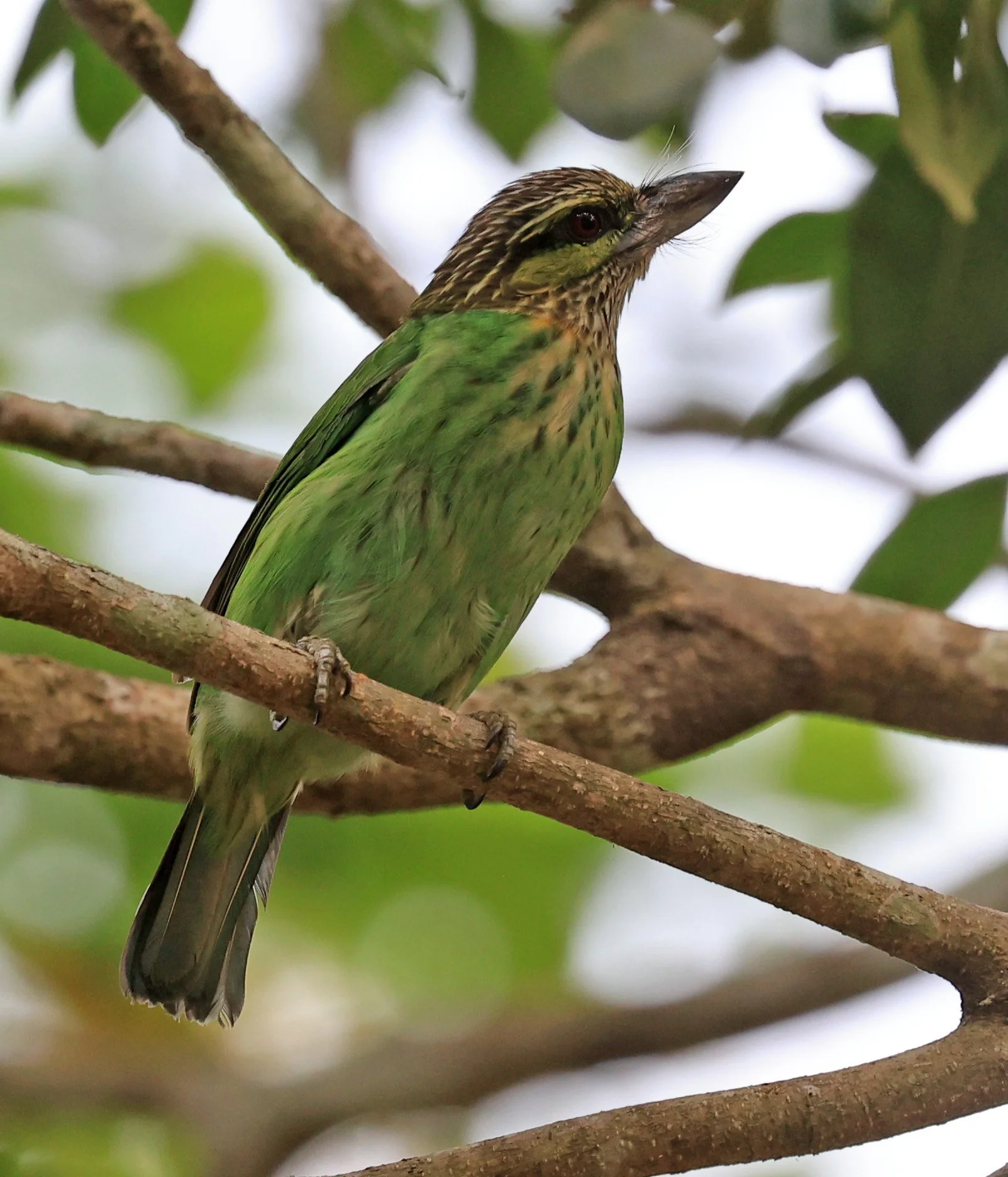 Green-eared Barbet (Psilopogon faiostrictus) Khao Yai National Park Feb 2026 Day 3 (2).jpg