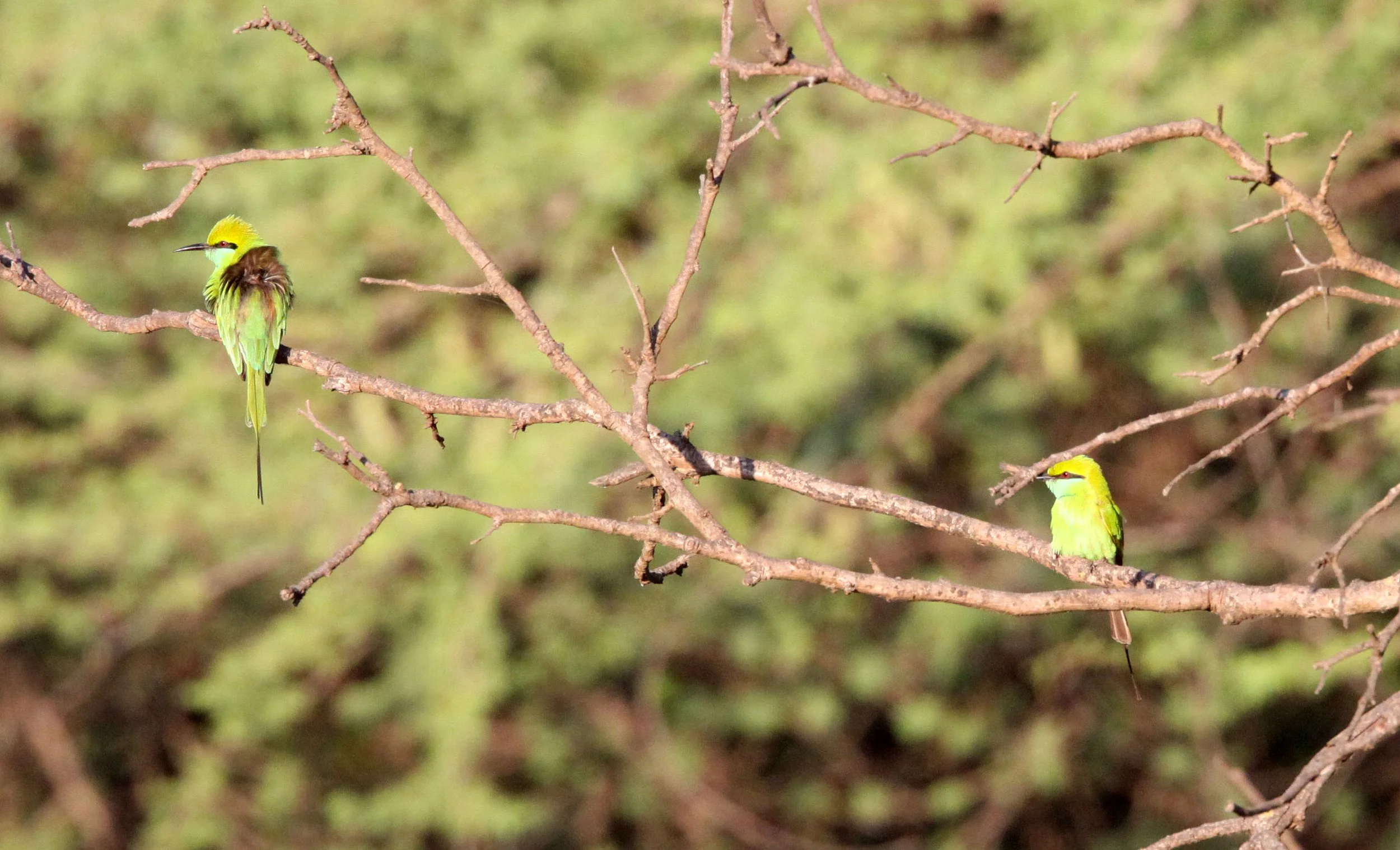 BIRD - BEE-EATER - GREEN BEE-EATER - GIR FOREST GUJARAT INDIA (6).JPG