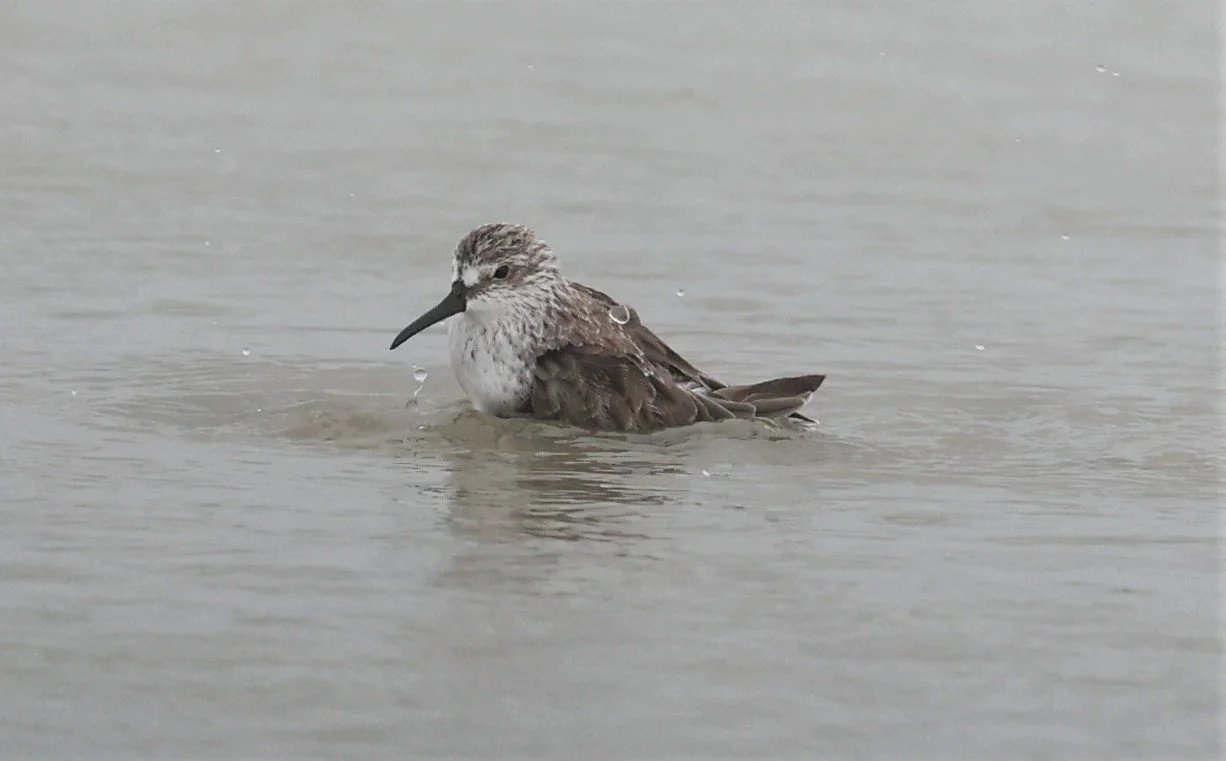SANDPIPER - BROADBILL SANDPIPER - Calidris falcinellus - PAK THALE 16 & 19 OCTOBER 2021 (12).jpg