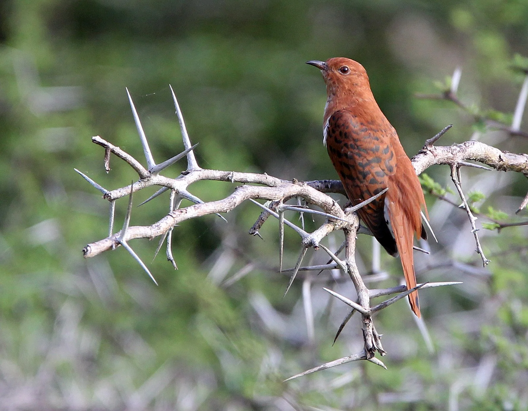 Gray-bellied Cuckoo (Cacomantis passerinus) Yala NP Sri Lanka (5).JPG