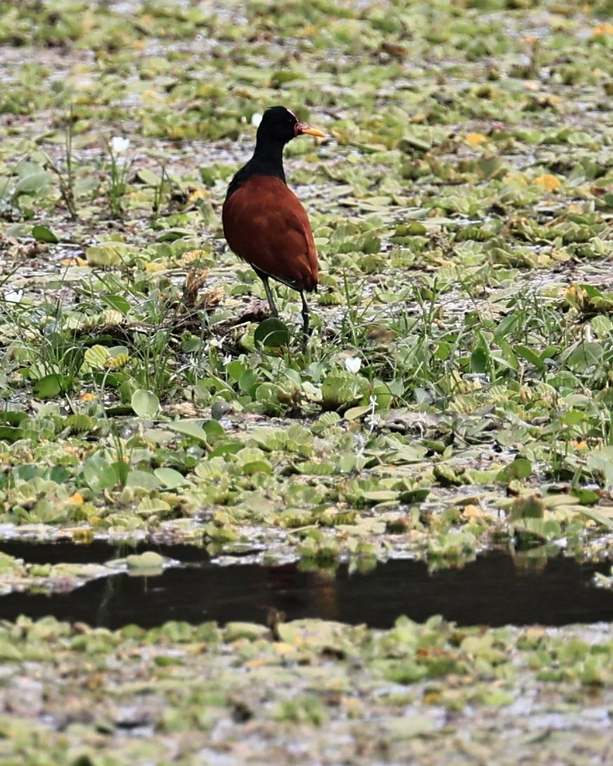 Wattled Jacana (Jacana jacana) Agua Dulce Paraguay (3).jpg