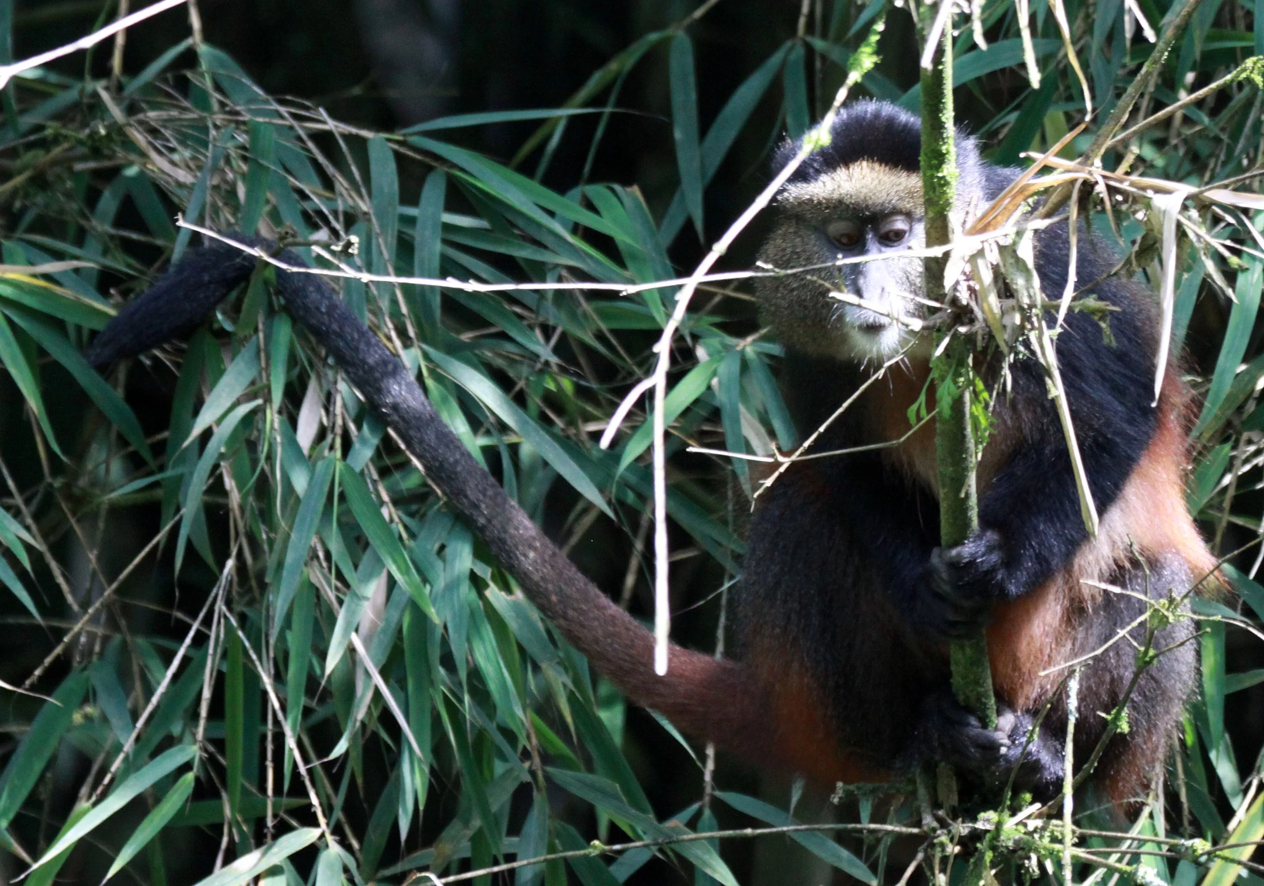 CERCOPITHECIDAE - Cercopithecus kandti - VIRUNGA GOLDEN MONKEY - PARK DU VULCANS RWANDA (354).JPG
