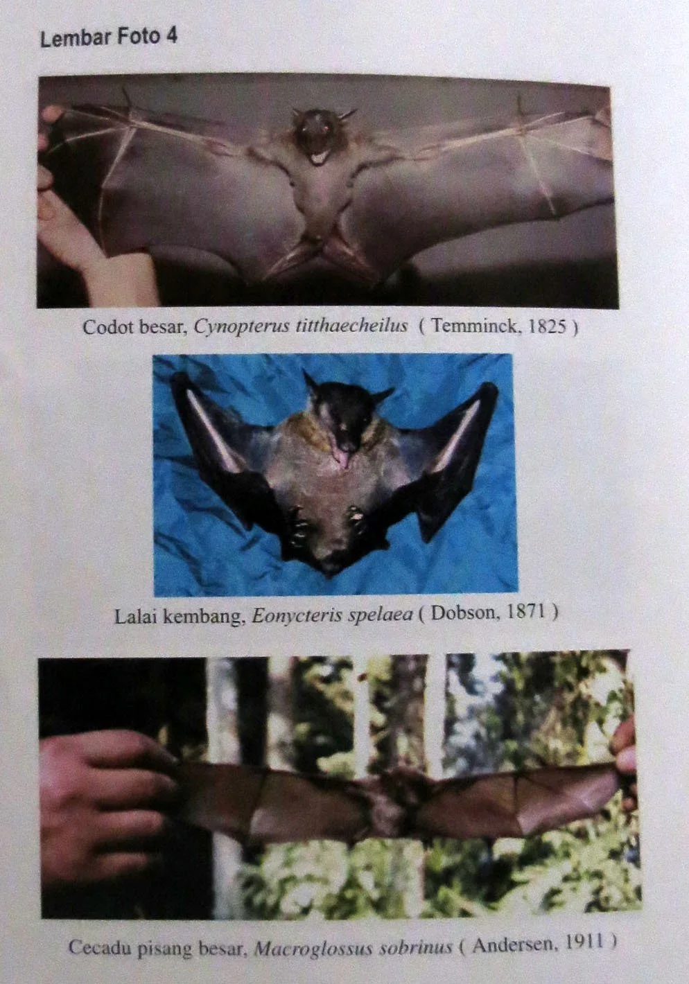 GEDE NATIONAL PARK - JAVA BARAT INDONESIA (47).JPG