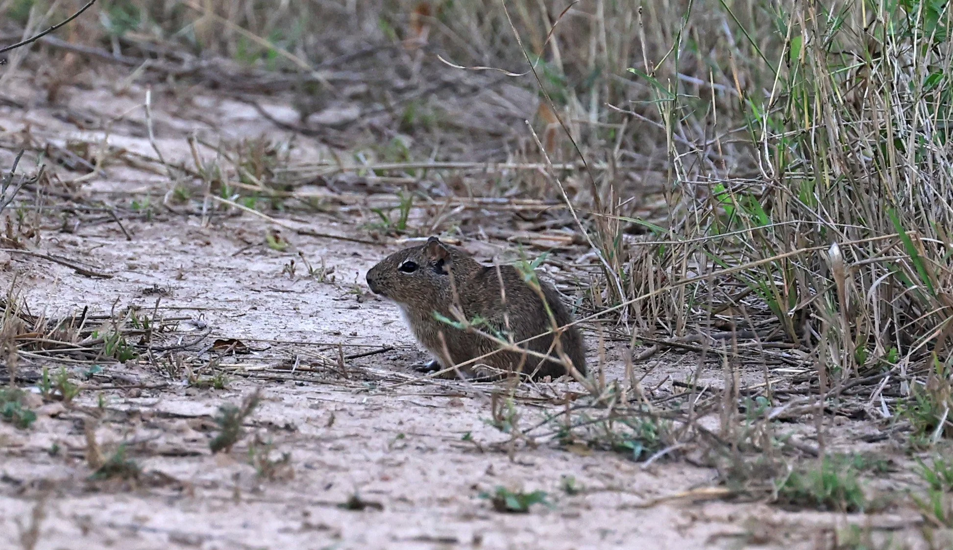 Lowland Yellow-Toothed Cavy (Galea leucoblephara) Hotel Campestre Iparoma Paraguay  (12).jpg