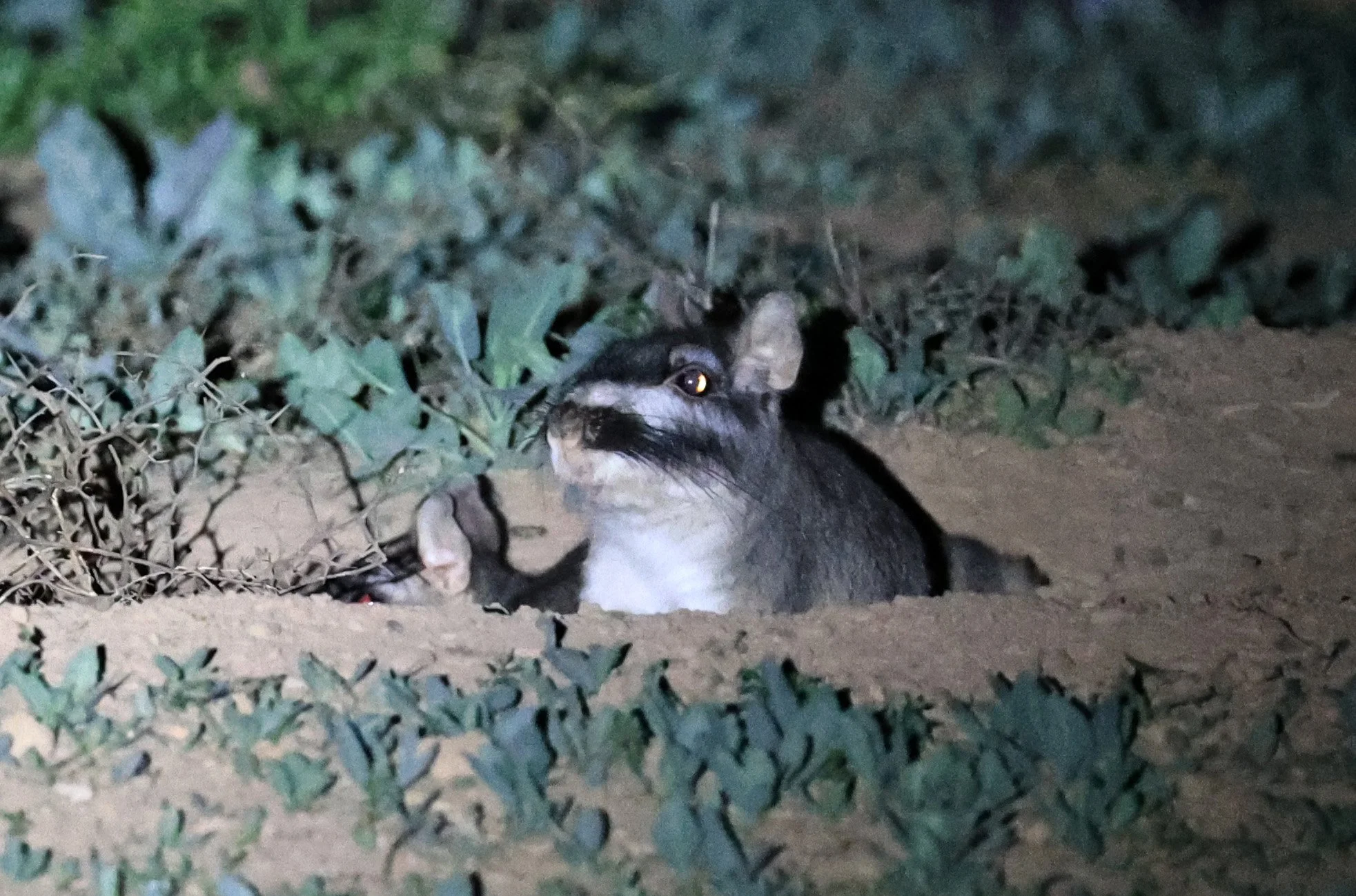 Plains Viscacha (Lagostomus maximus) emerging from their den 