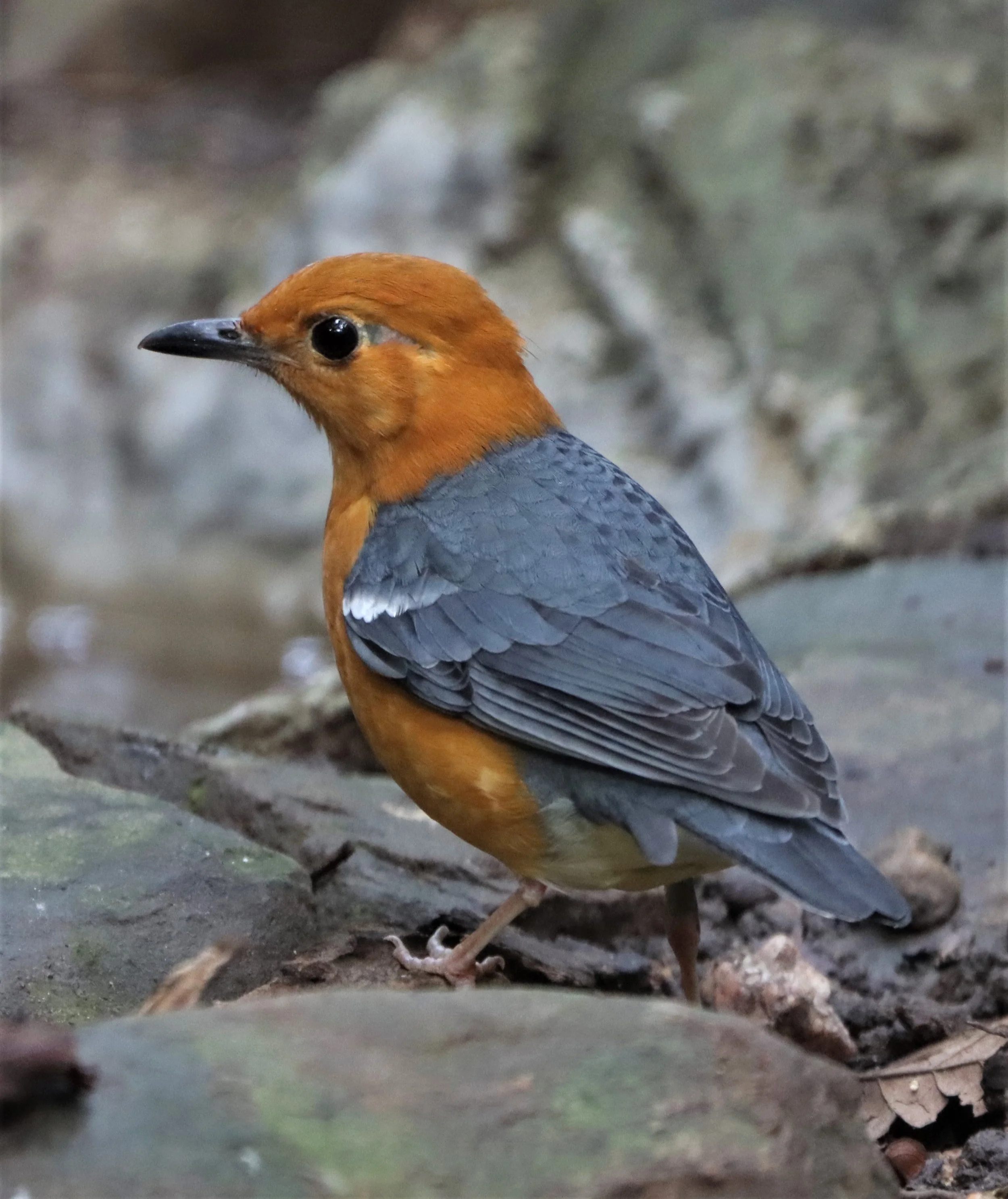 Orange-headed Thrush (Zoothera citrina) Neung Hide Kaeng Krachan NP (9).jpg