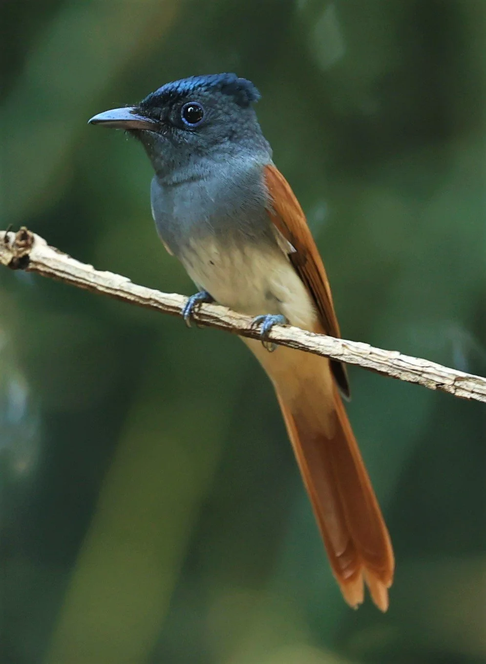 PARADISE-FLYCATCHER - BLYTH'S PARADISE-FLYCATCHER - Terpsiphone affinis - WAT THAM PRATHUM CHONBURI JAN 30 2022 (42).jpg