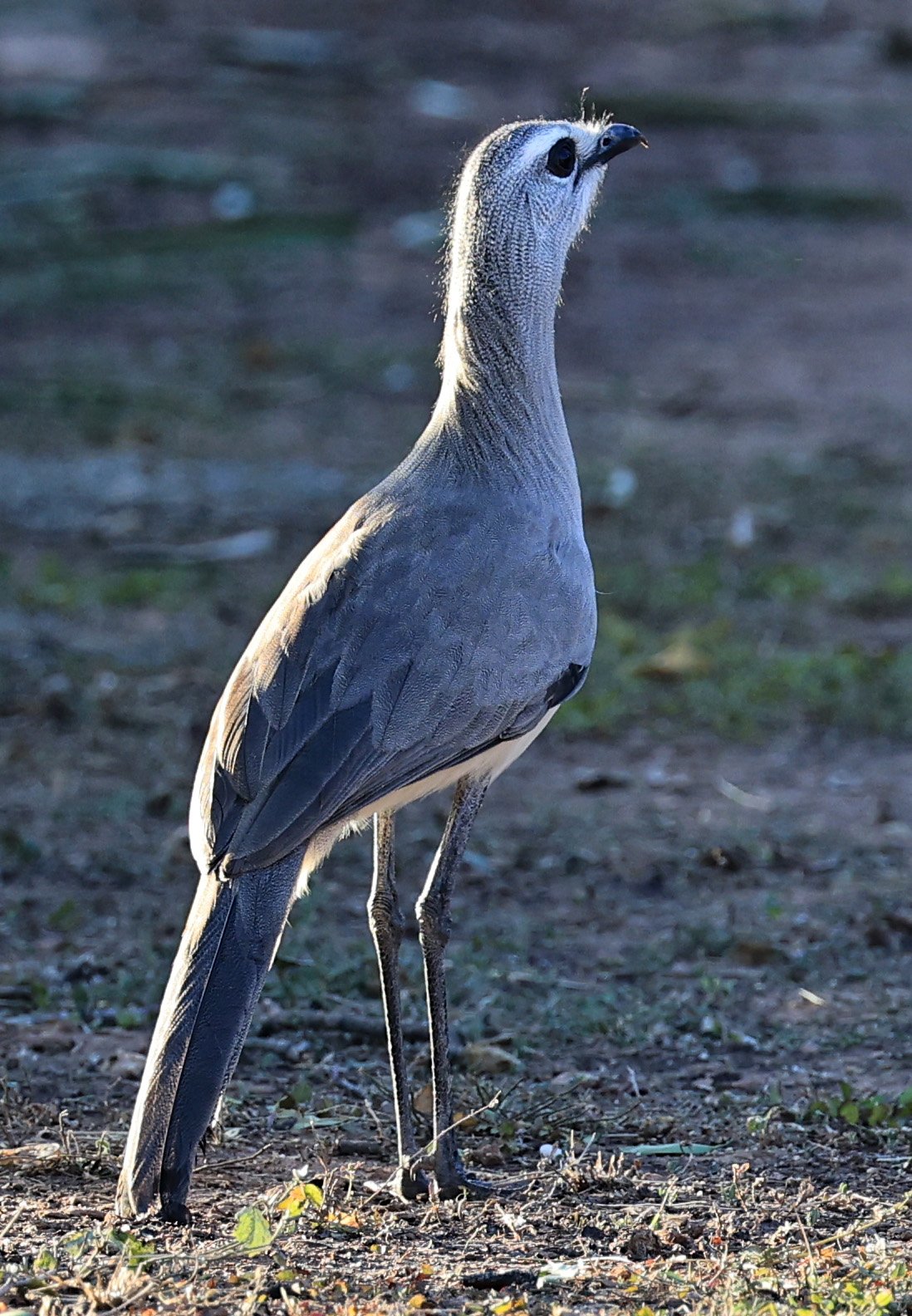 Black-legged Seriema (Chunga burmeisteri) Parque Nacional Teniente Agripino Enciso (6).jpg