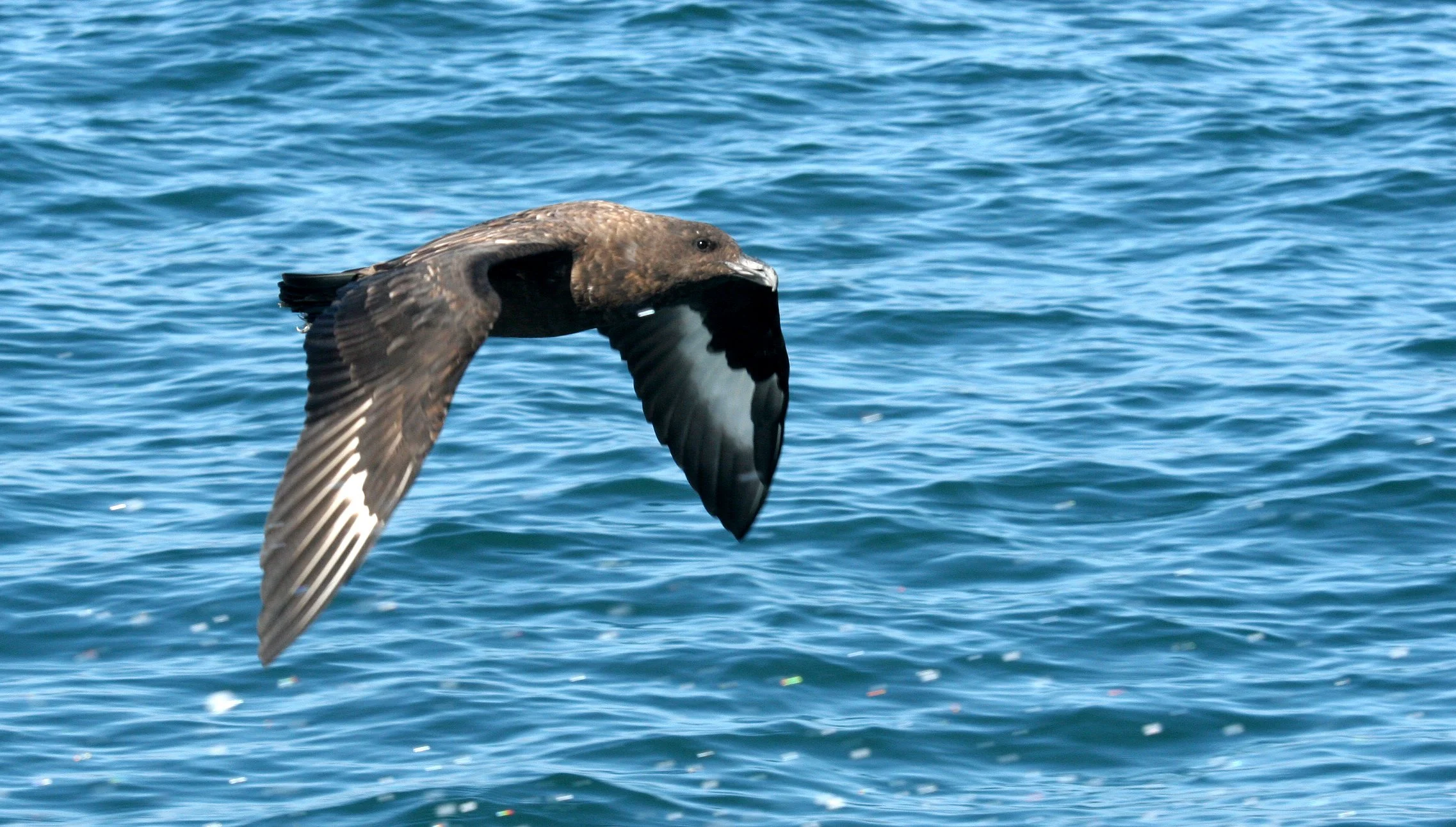 Skua - Subantarctic Skua (Catharacta antarctica) PLETTENBERG BAY SOUTH AFRICA (13).JPG
