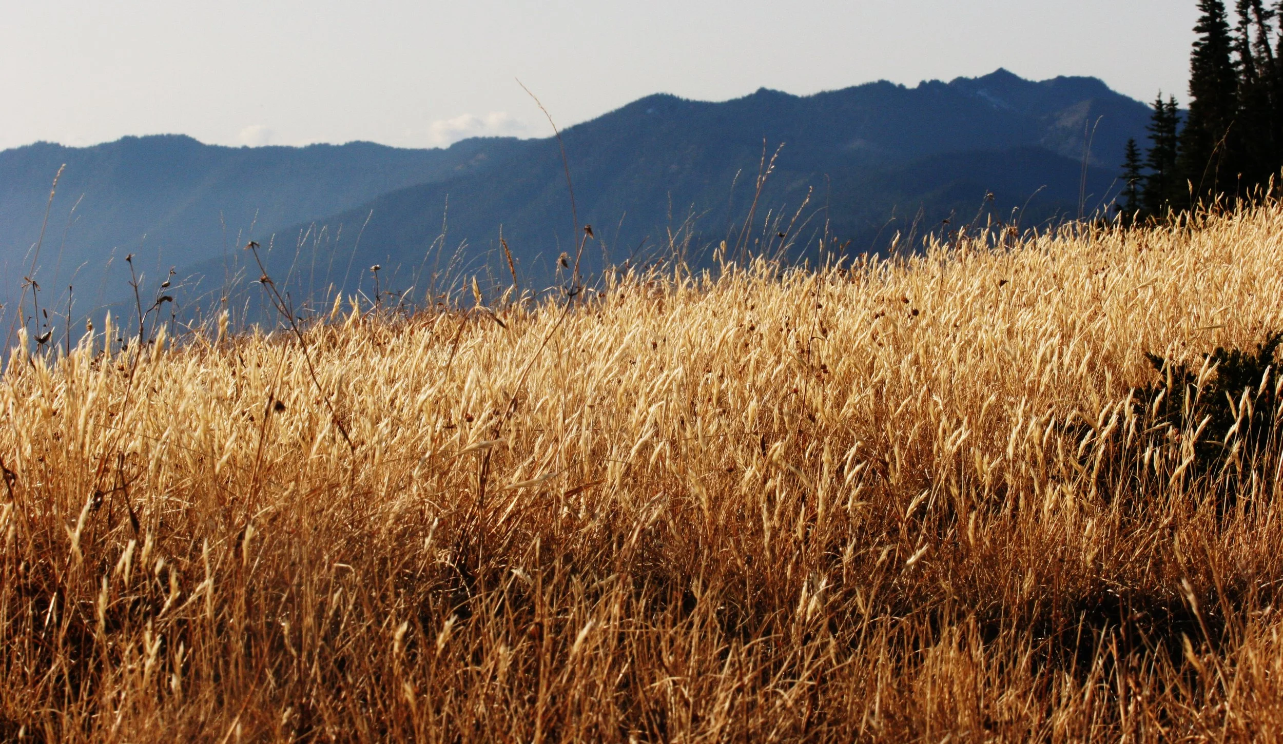 HURRICANE RIDGE - GRASSLANDS.JPG