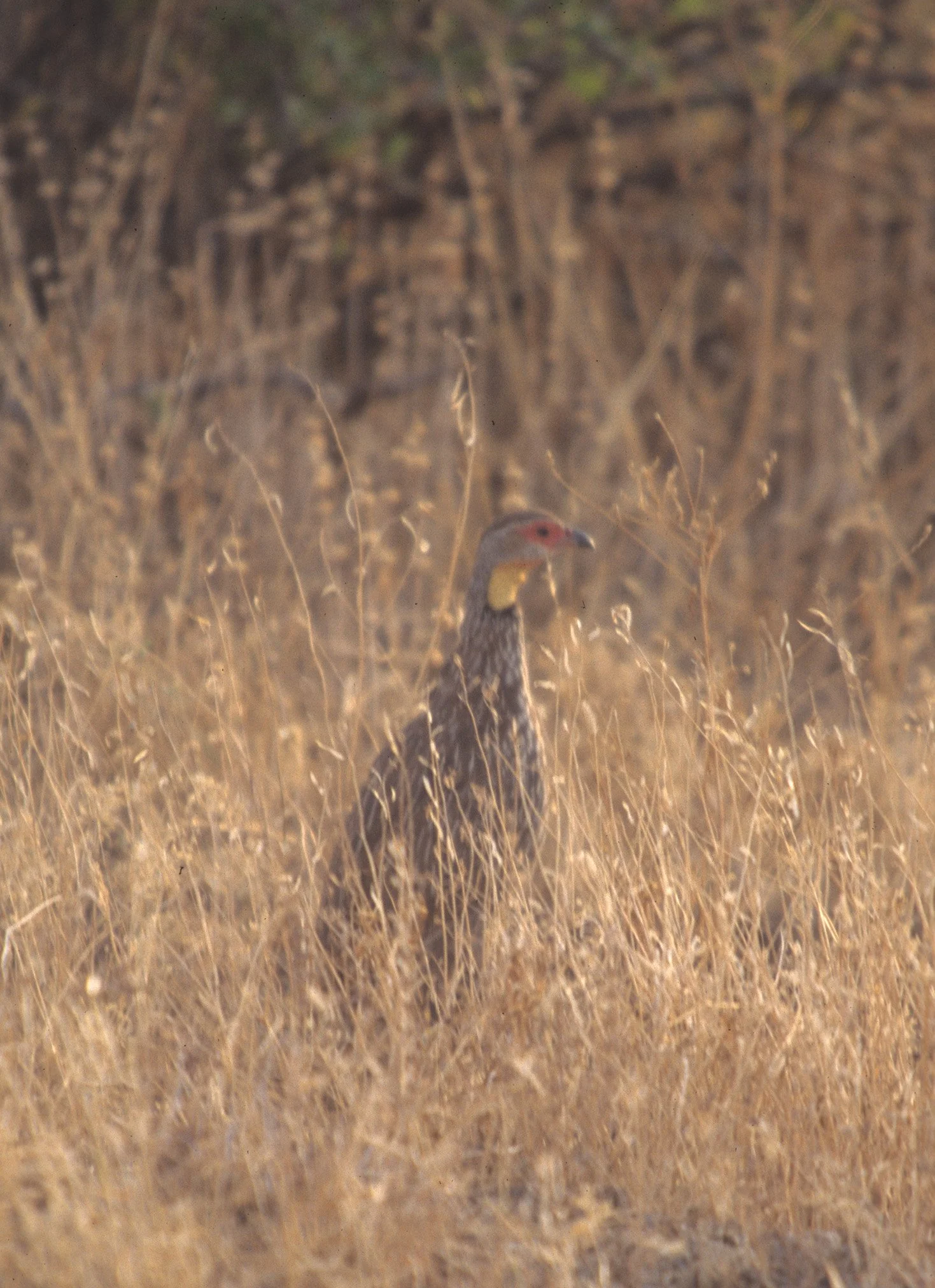 BIRDS - SPURFOWL - YELLOWNECKED - UGANDA.jpg