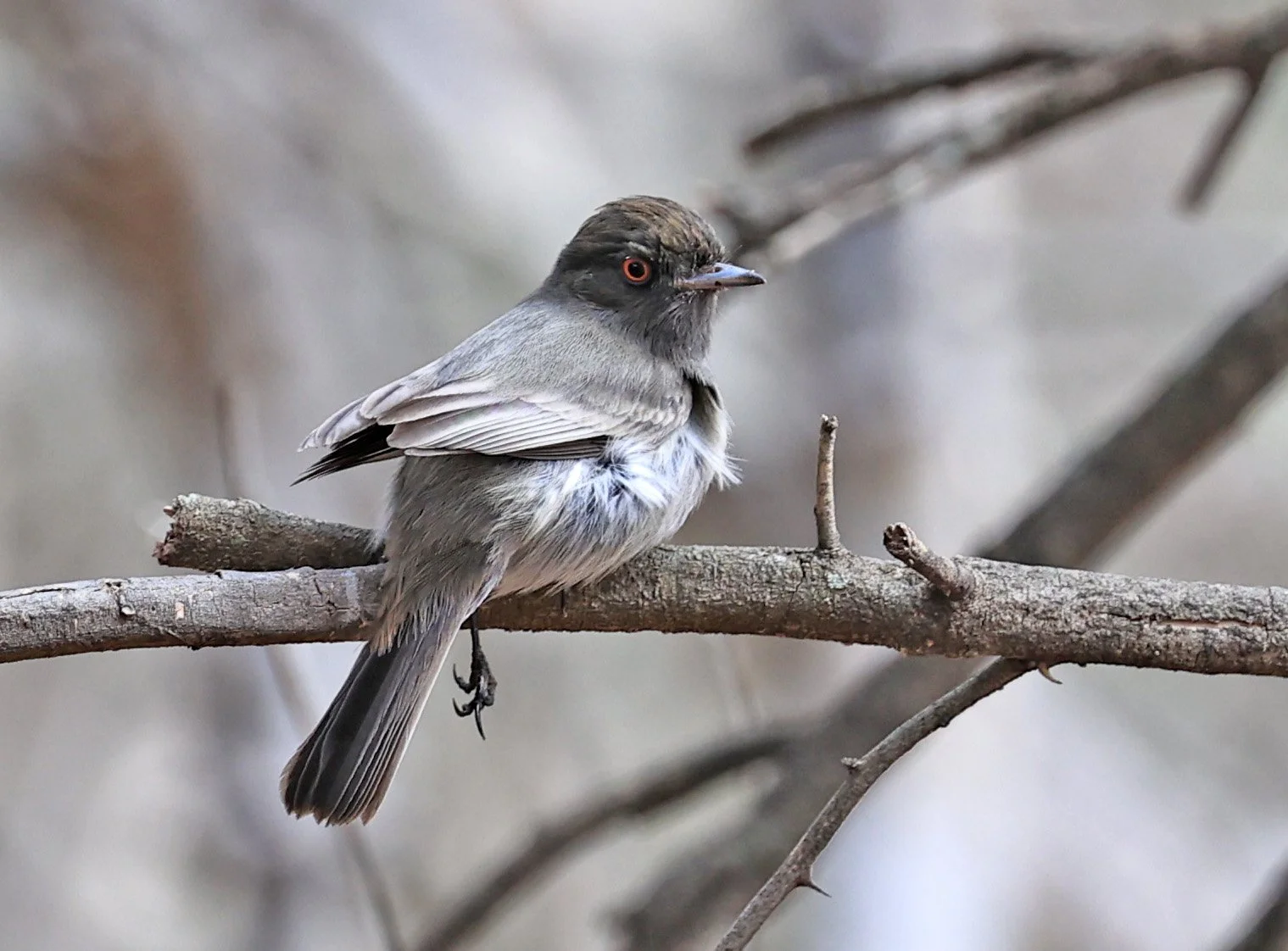 Cinereous Tyrant (Knipolegus striaticeps) Neuland Mennonite Colony Paraguay (8).jpg