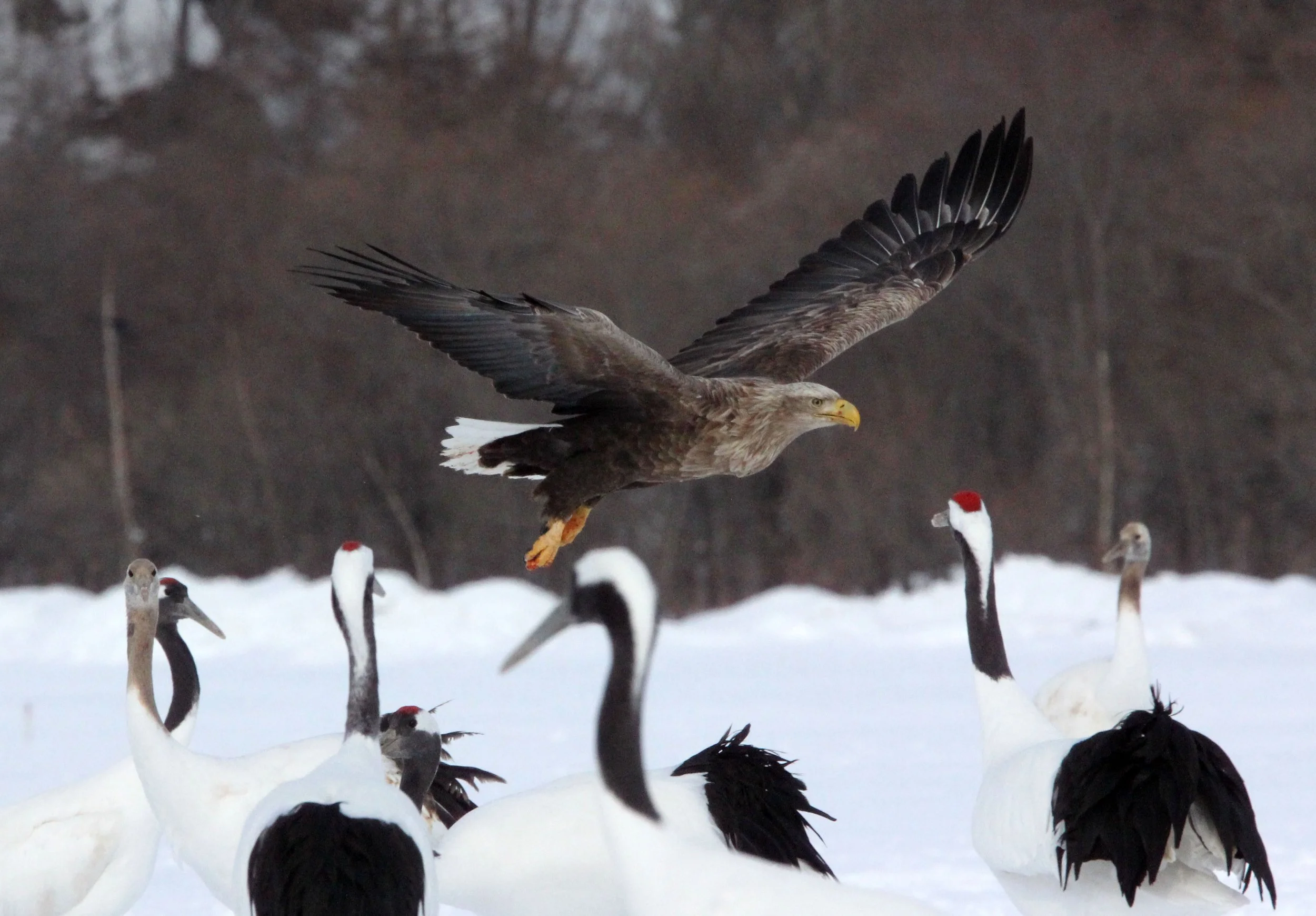 BIRD - EAGLE - WHITE-TAILED EAGLE - AKAN INTERNATIONAL CRANE CENTER - HOKKAIDO JAPAN (65).JPG