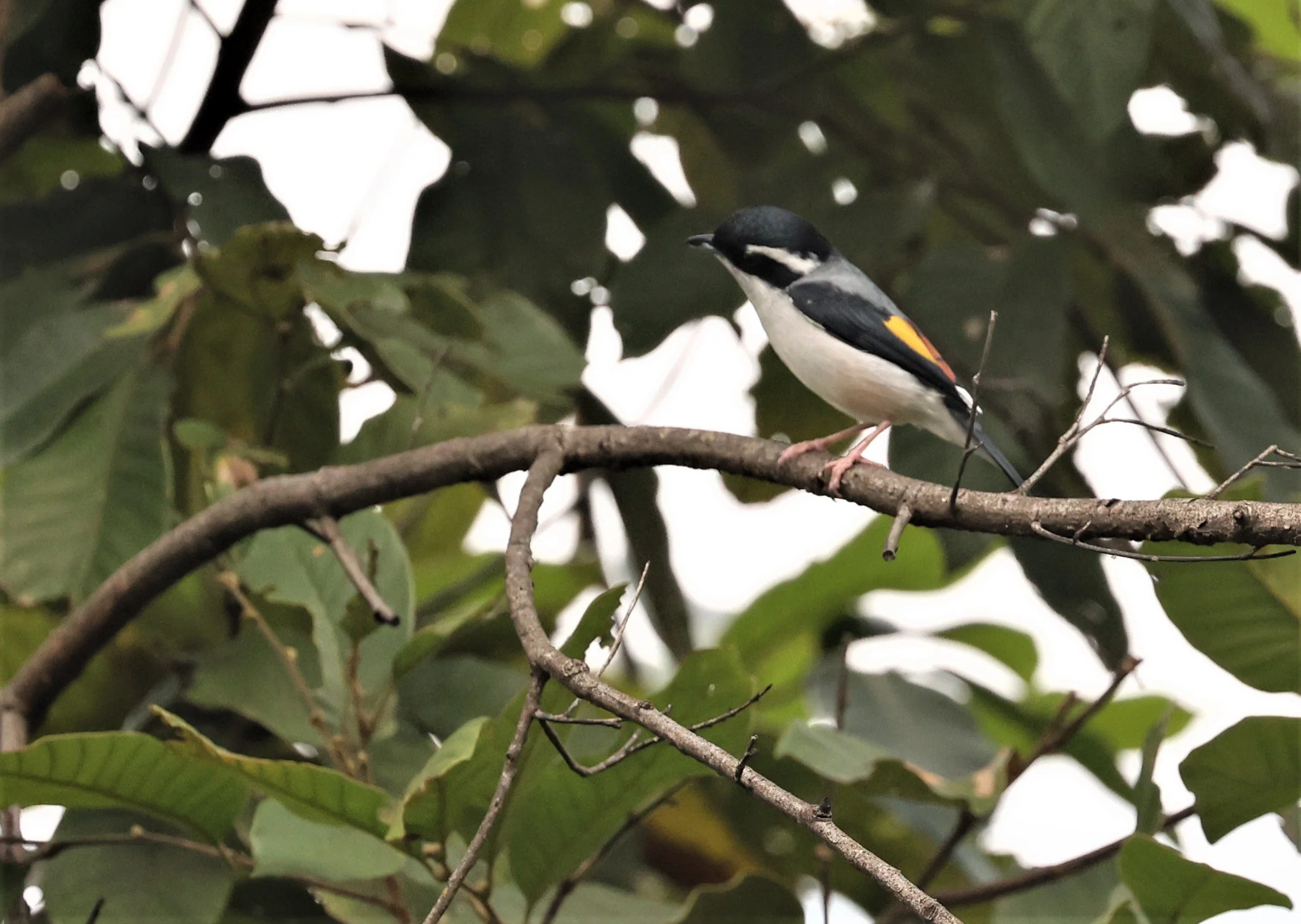 Blythe's Shrike Babbler (Pteruthius aeralatus) Kiew Lom Campground Doi Pha Hom Pok NP Thailand (25).jpg