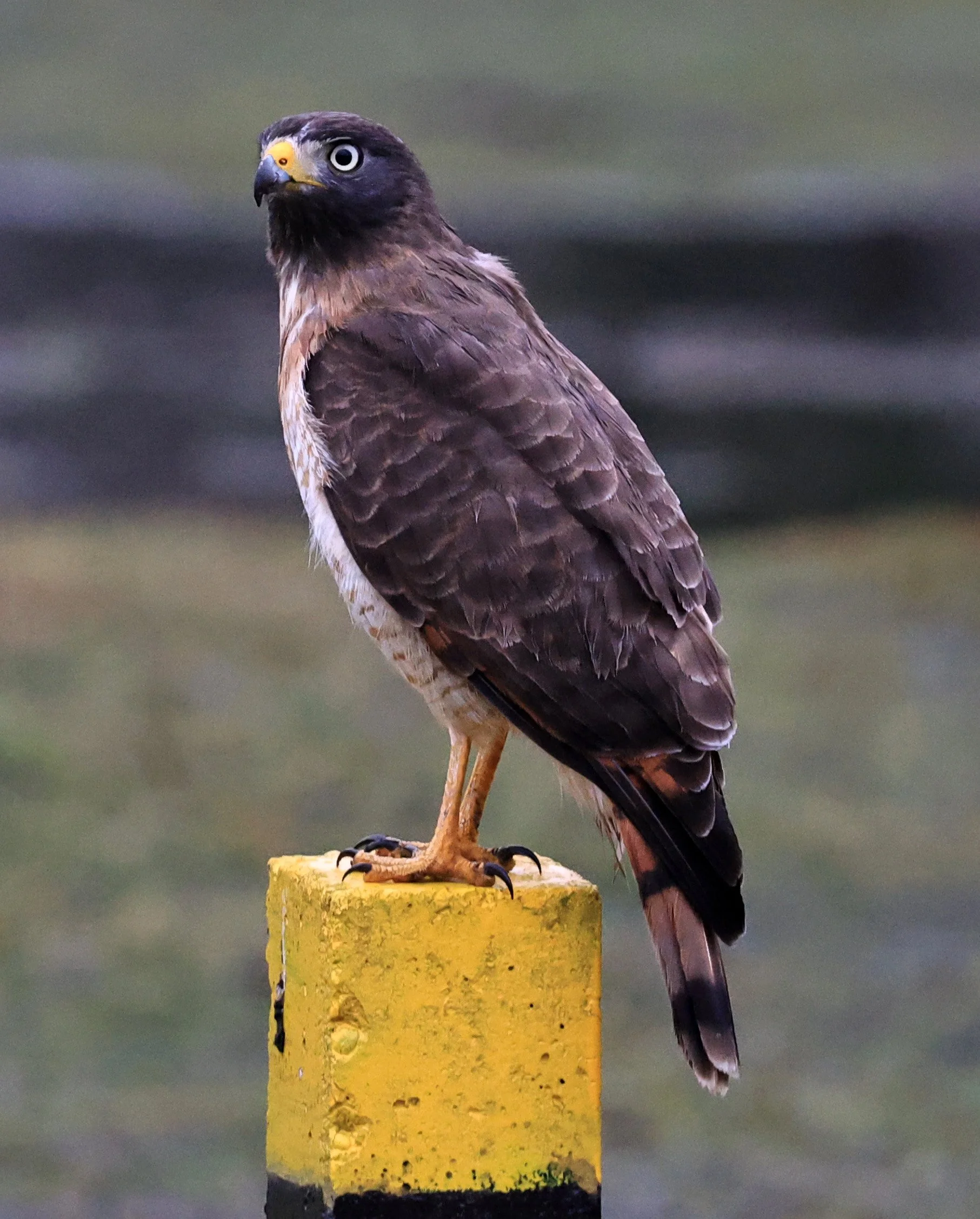 Roadside Hawk (Rupornis magnirostris) El Palmar National Park, Entre Rios, Argentina (3).jpg