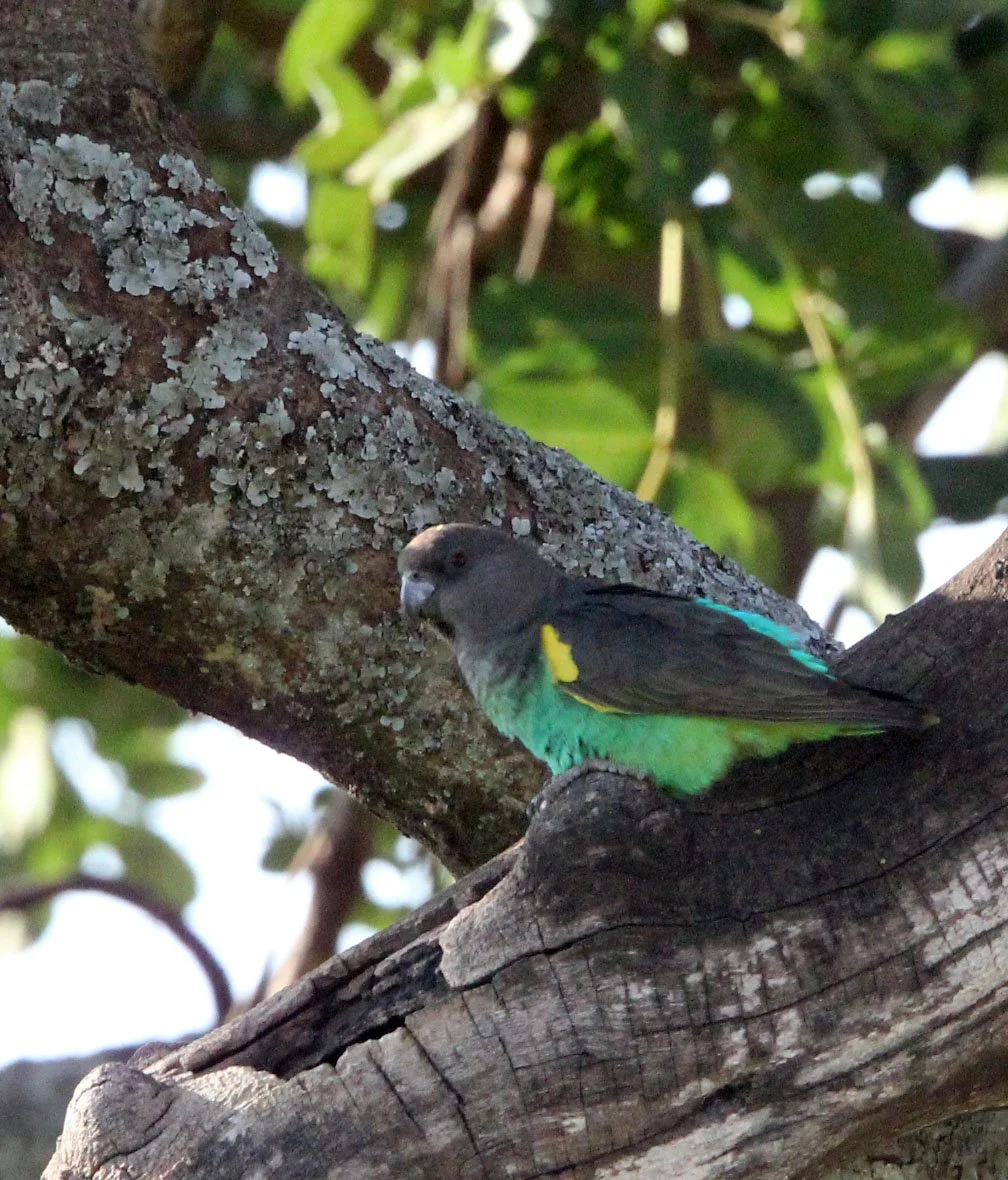 BIRD - PARROT - BROWN PARROT -  MASAI MARA NATIONAL PARK KENYA (25).JPG