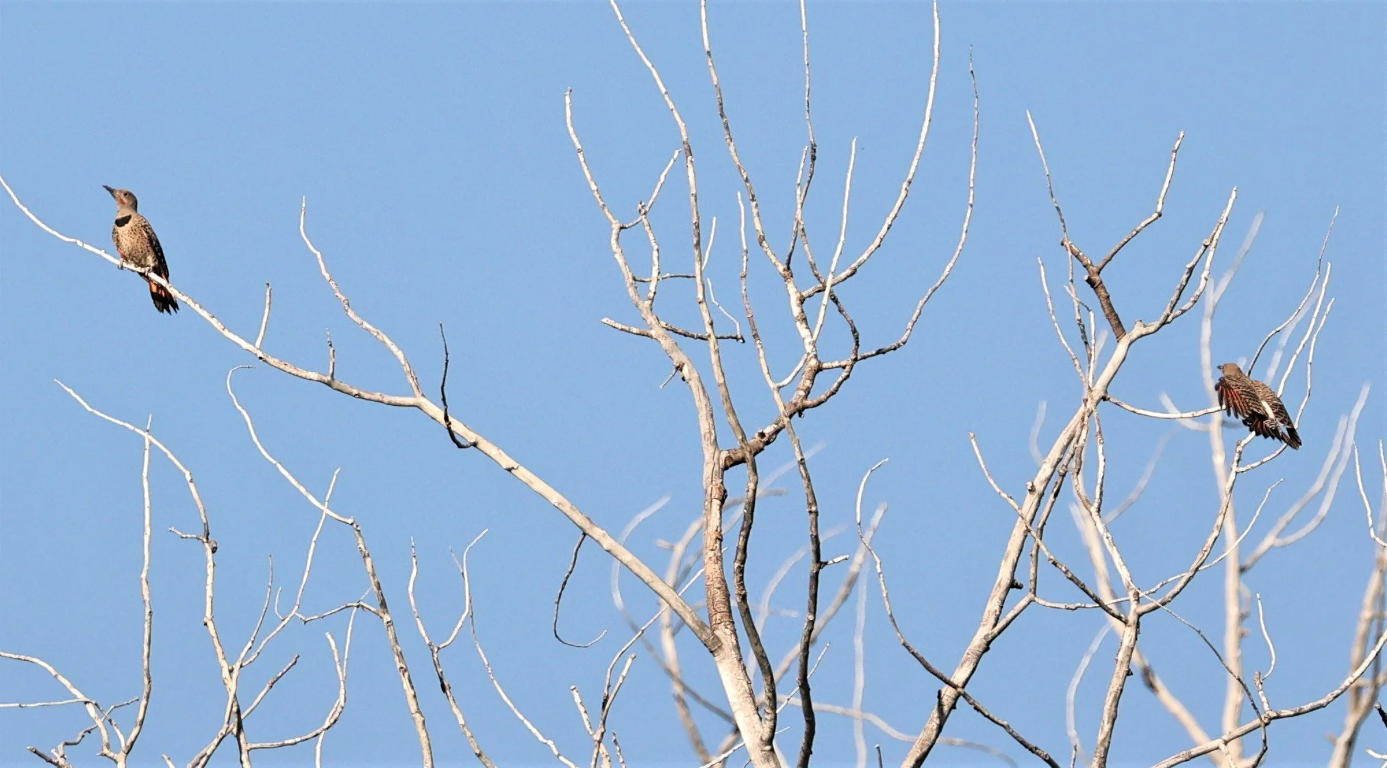 Colaptes auratus - NORTHERN FLICKER - FOSSIL BUTTES NATIONAL MONUMENT WYOMING (2).jpg