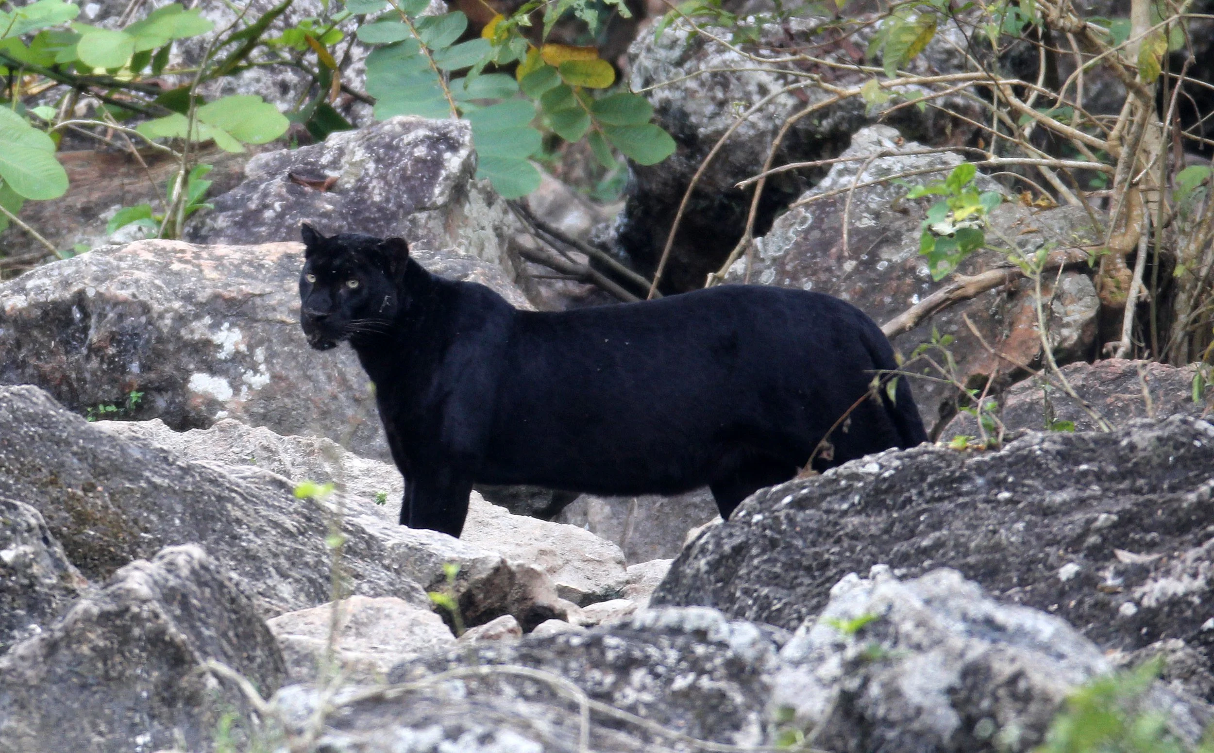 Panthera pardus delacouri - INDOCHINESE LEOPARD - MELANISTIC FORM - HUAI KHA KHAENG - KAPOK KAPIEN STATION & MINERAL LICK - THAI (162).JPG