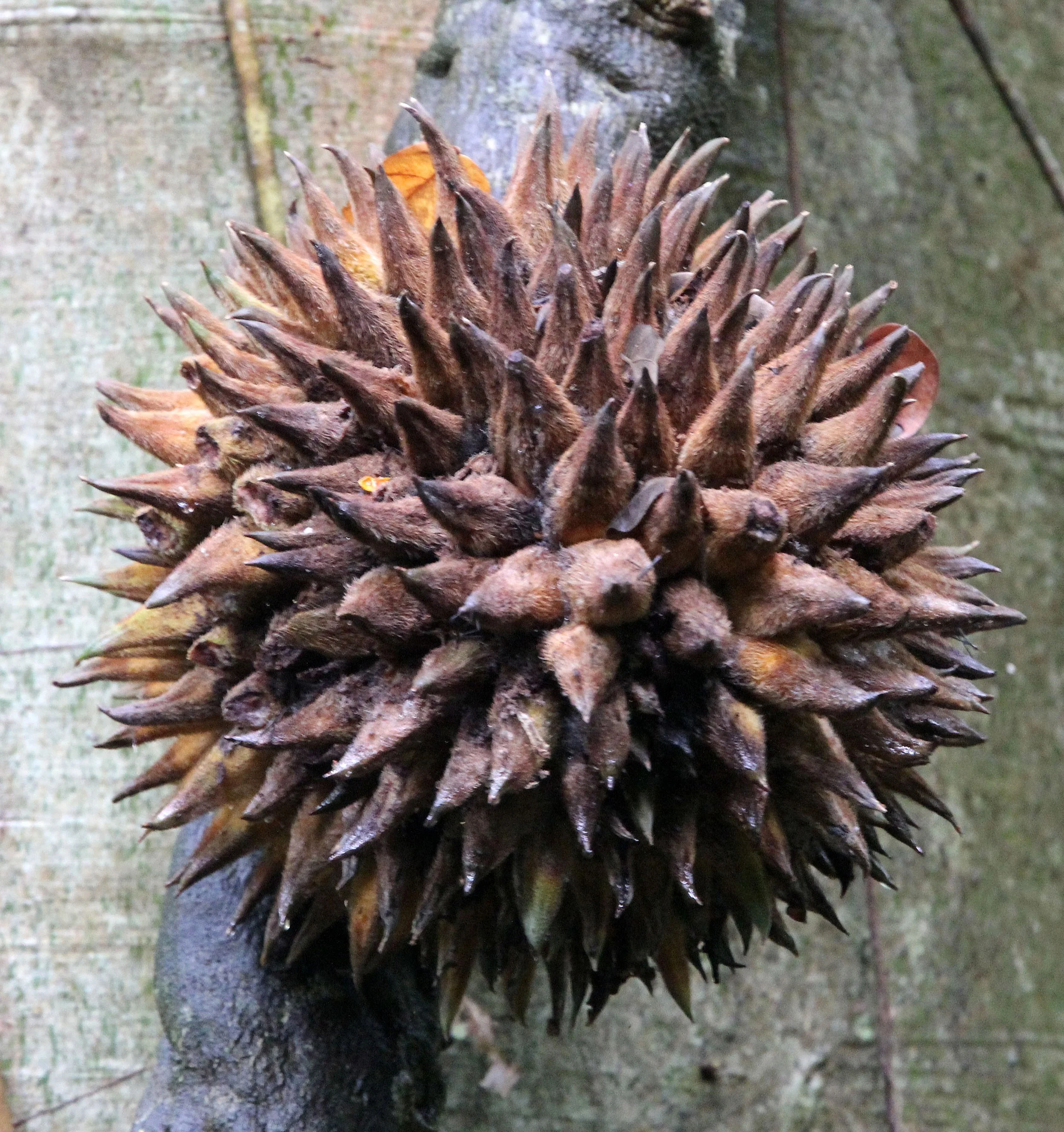 TANGKOKO NATIONAL PARK SULAWESI INDONESIA (71).JPG
