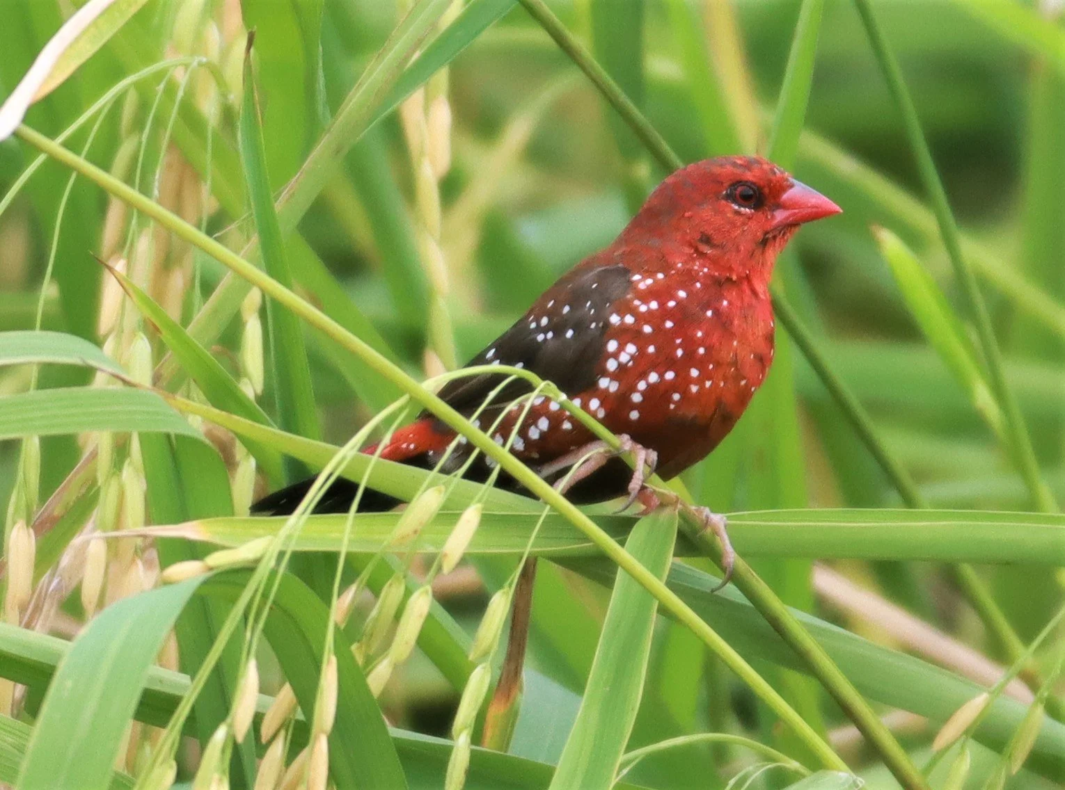 RED AVADAVAT - Amandava amandava - LAD KRABANG  THAP YAO RICE FIELDS AUGUST 14 2021 (169).jpg