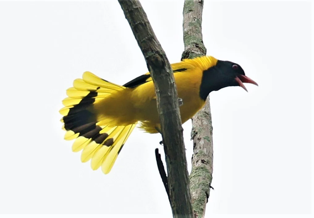 Black-hooded Oriole (Oriolus xanthornus) Baan Maka Nature Resort Petchaburi Thailand (22).jpg
