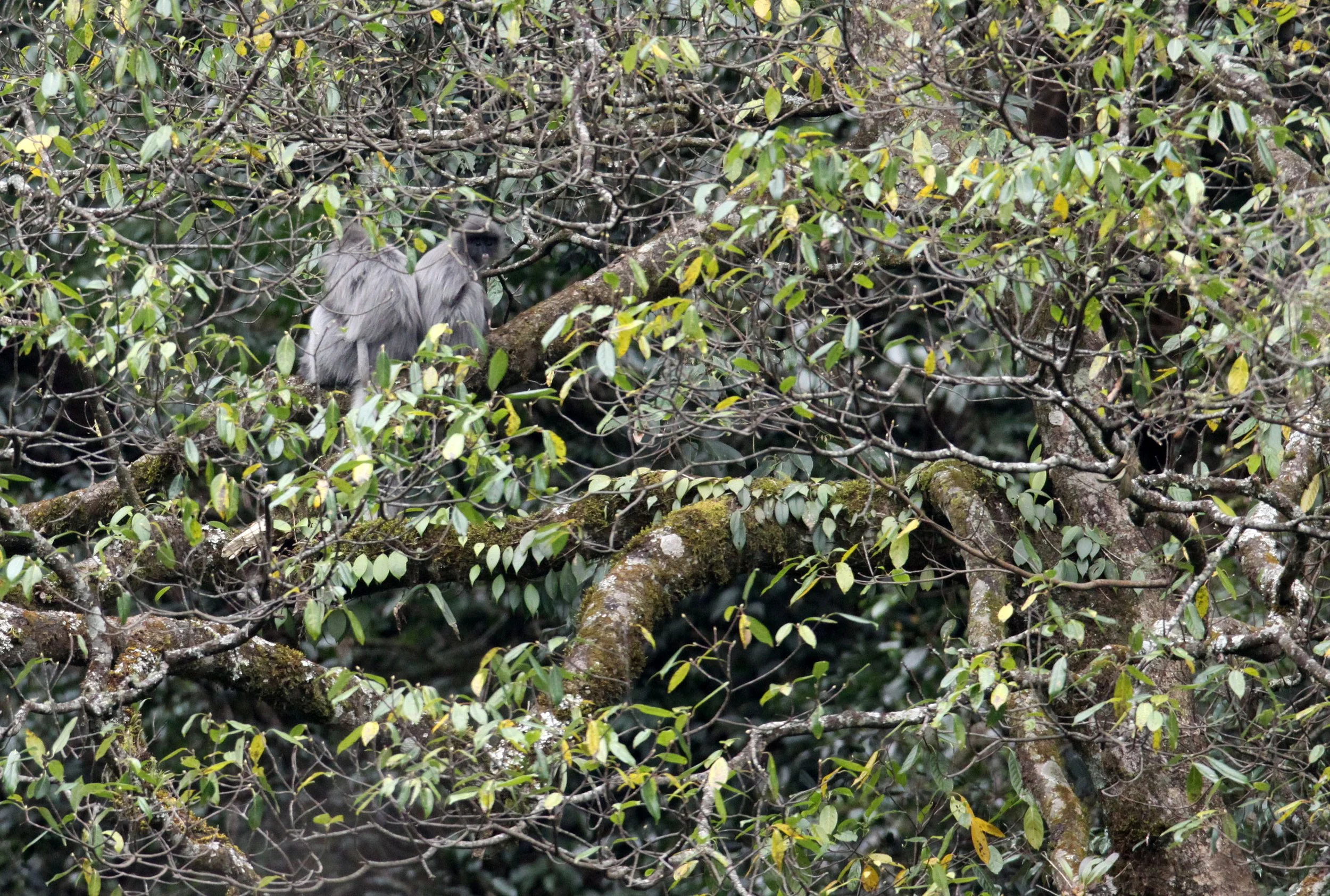 CERCOPITHECIDAE - Trachypithecus crepusculus - INDOCHINESE GRAY LANGUR - WULIANGSHAN NATURE RESERVE YUNNAN CHINA (7).JPG