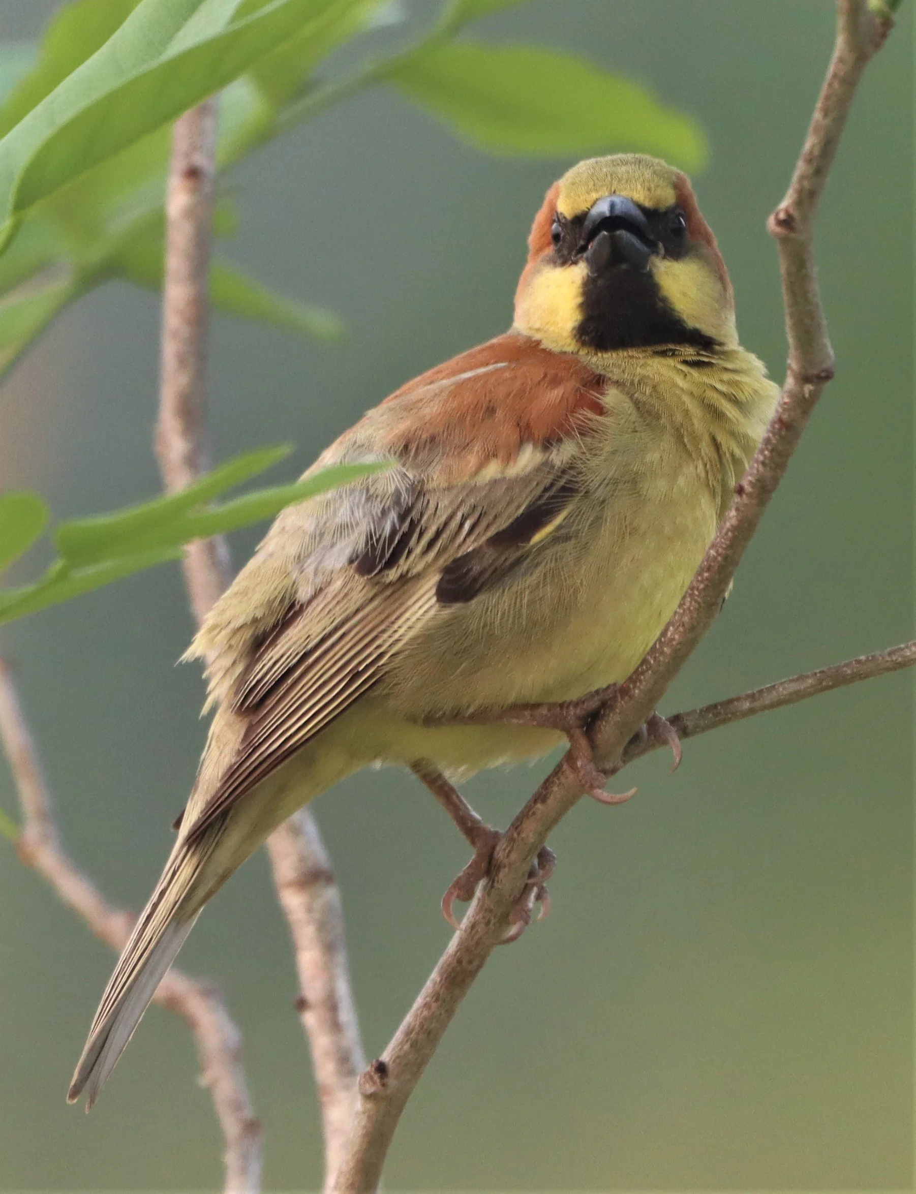 Plain-backed Sparrow (Passer flaveolus) Kabin Buri Wetlands Thailand (14).jpg