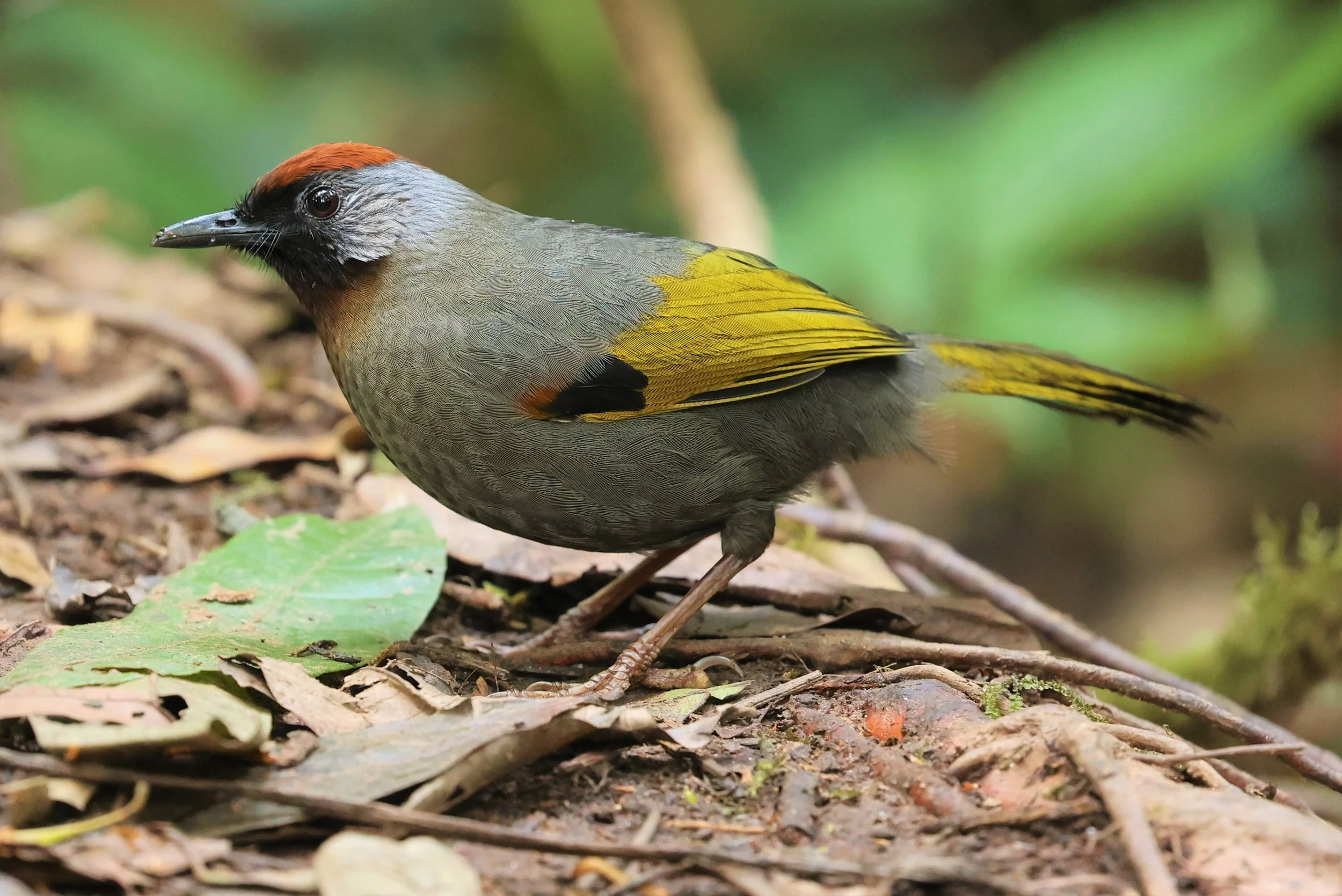 LAUGHINGTHRUSH - SILVER-EARED LAUGHINGTHRUSH - Trochalopteron melanostigma -DOI PHA HOM POK NP DOI LANG EAST FEB 2022 (7).jpg