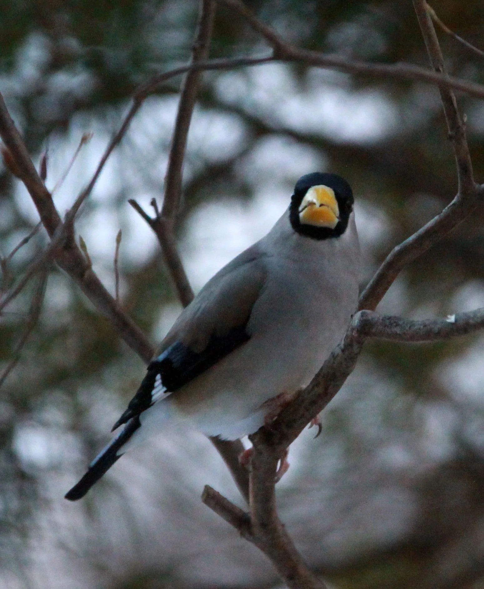 Japanese Grosbeak (Eophona personata) Shiobutsu Onsen, Karuizawa Japan (13).JPG