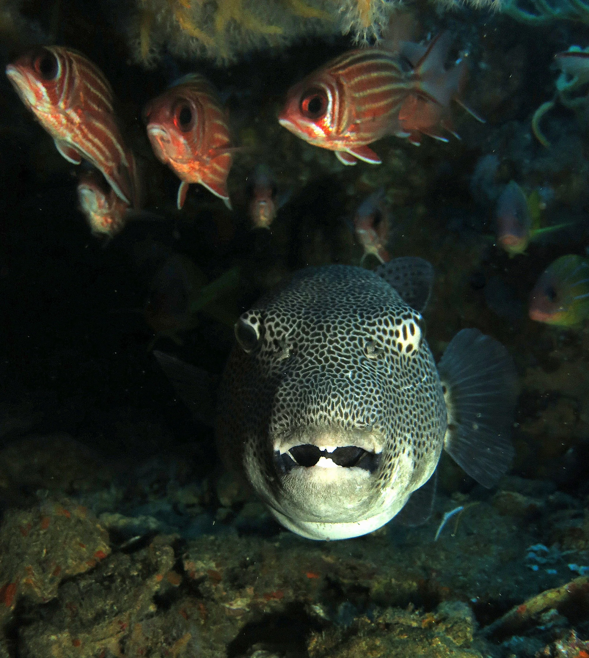 Tetraodontidae - Arothron stellatus - Starry Puffer - Similan Islands