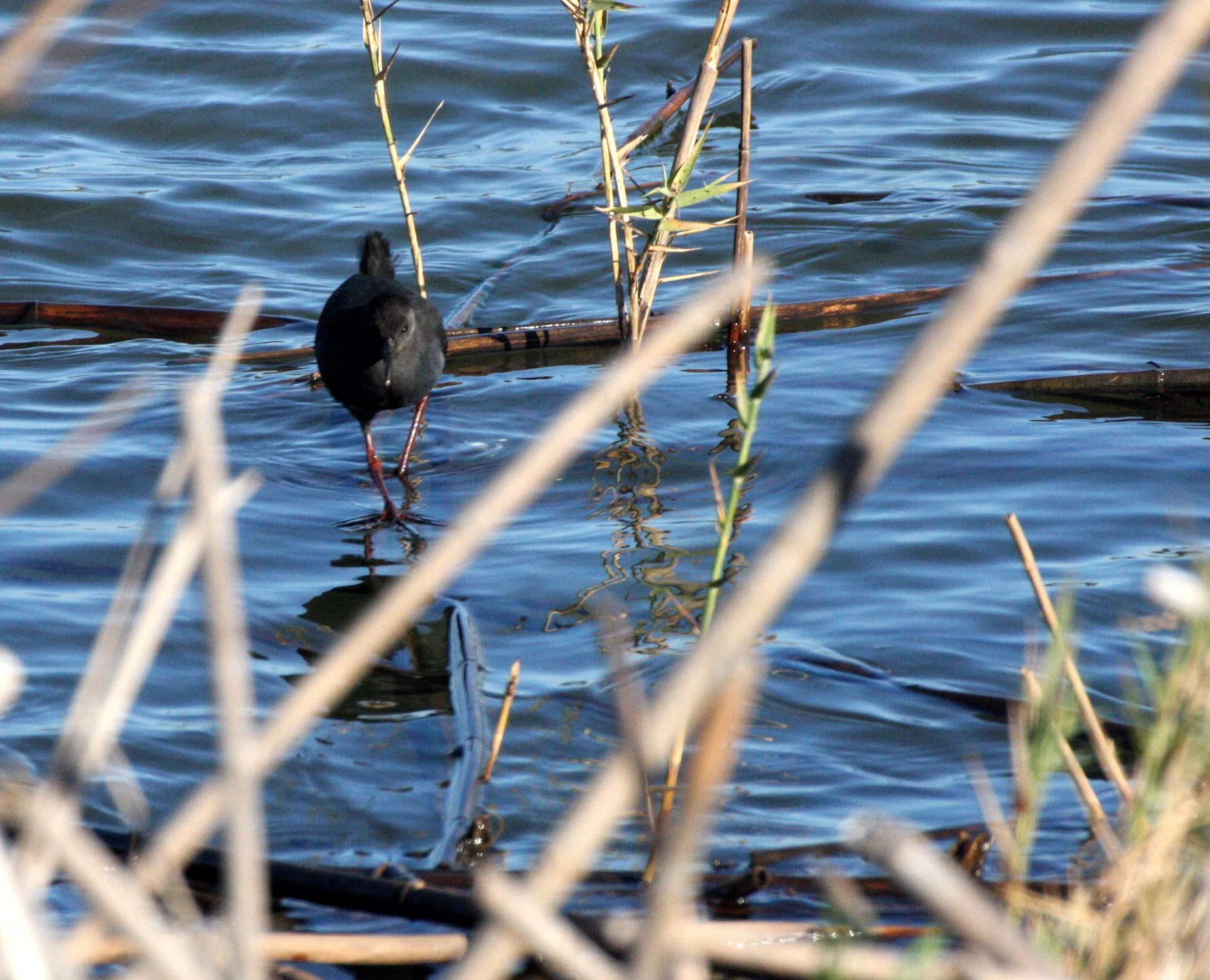 Black Crake (Zapornia flavirostra) Kruger National Park (5).JPG