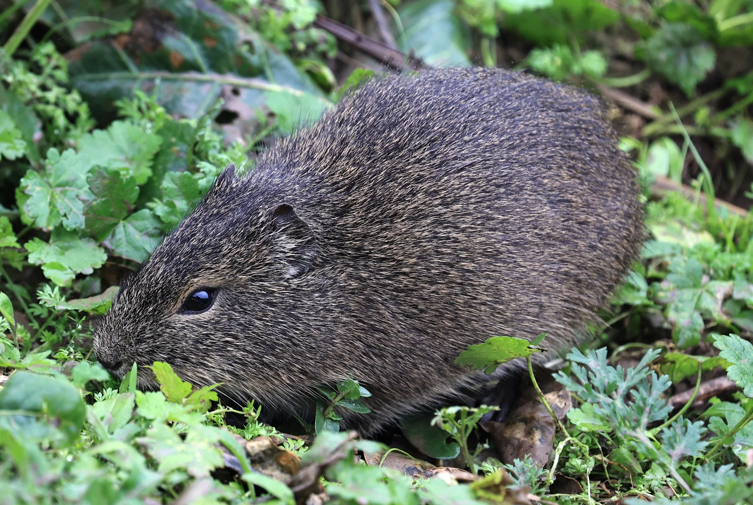 Brazilian Guinea Pig or Cavy (Cavia aperea) Reserva Natural Ceibas, Entre Rios, Argentina (183).jpg