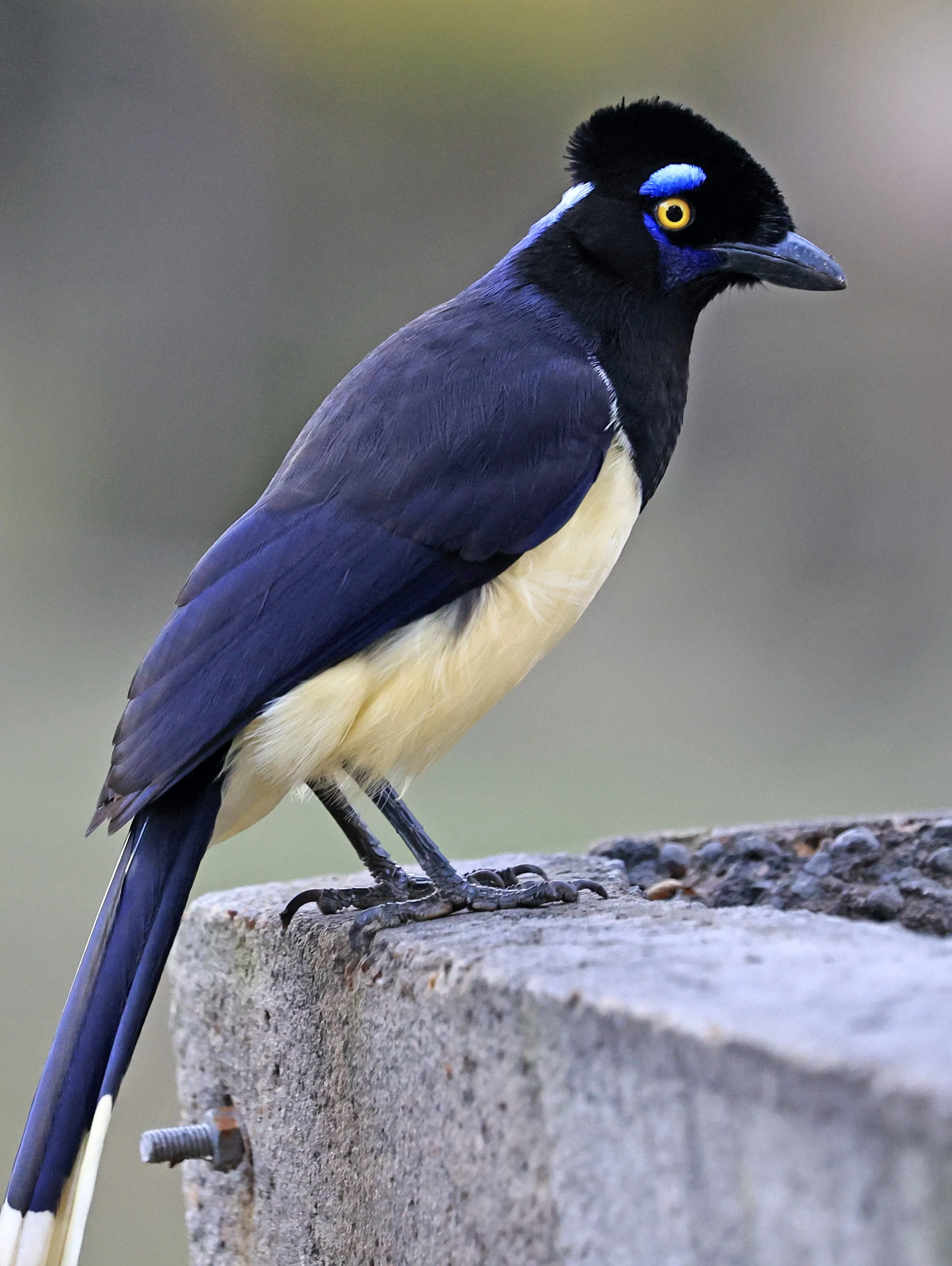 Plush-crested Jay (Cyanocorax chrysops) El Palmar National Park, Entre Rios, Argentina (21).jpg