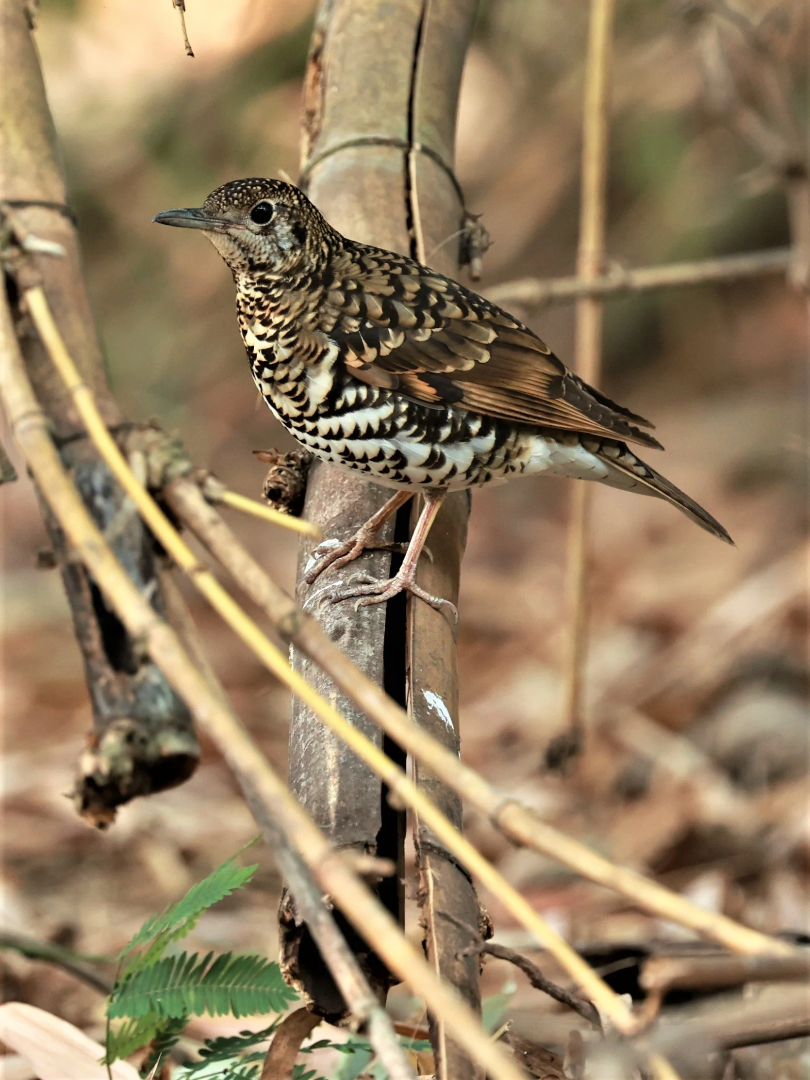 White's Thrush (Zoothera aurea) Putthamonthon Park Nakhon Pathom Thailand (224).jpg